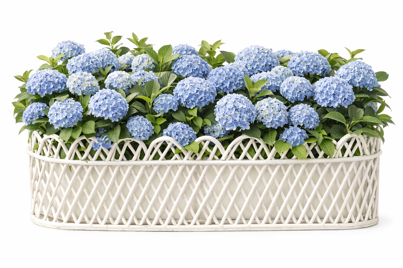 JUMBO WHITE OVAL RATTAN SCALLOPED PLANTER