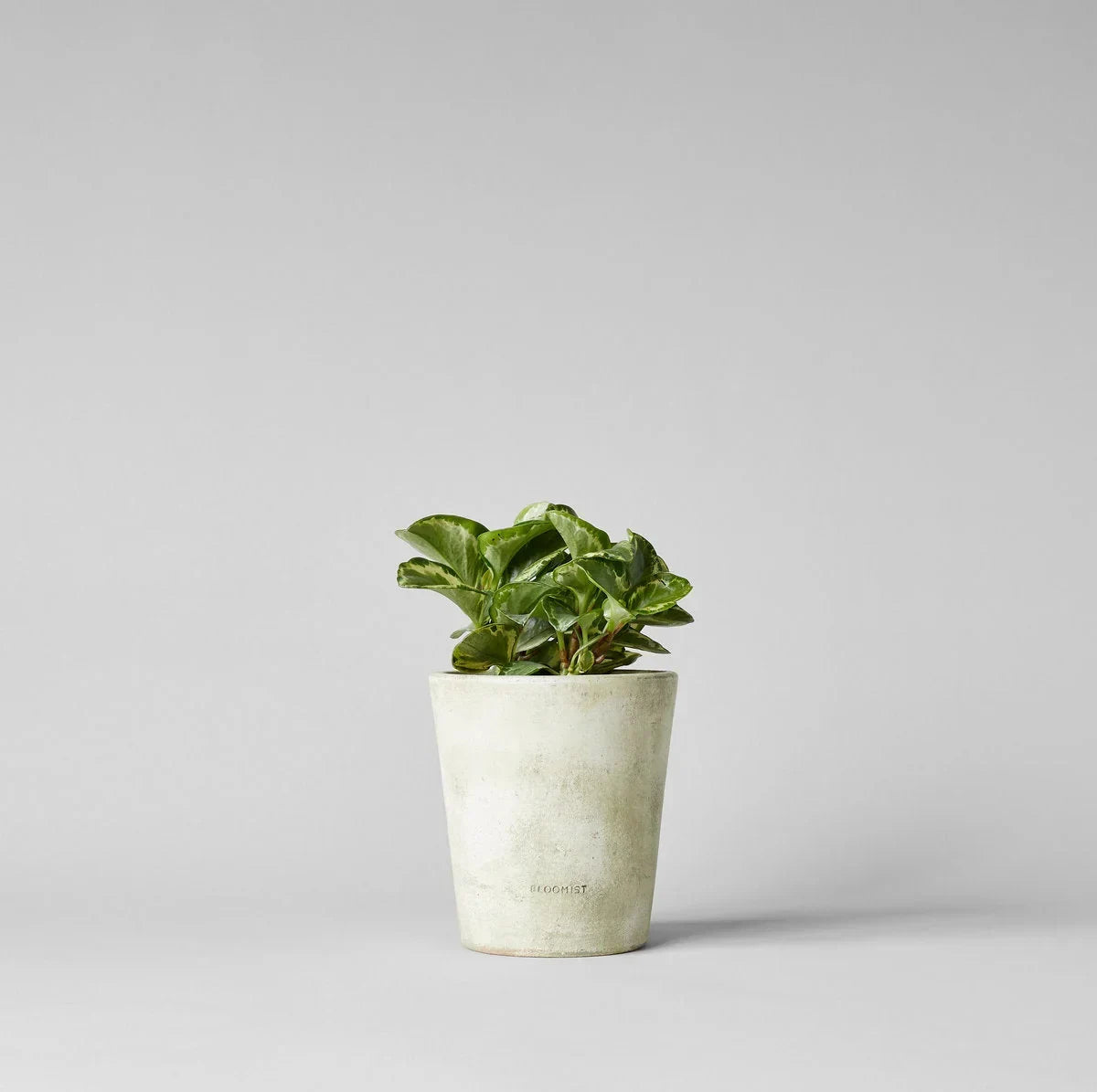 Basic Planter, White Patina - The Mayfair Hall