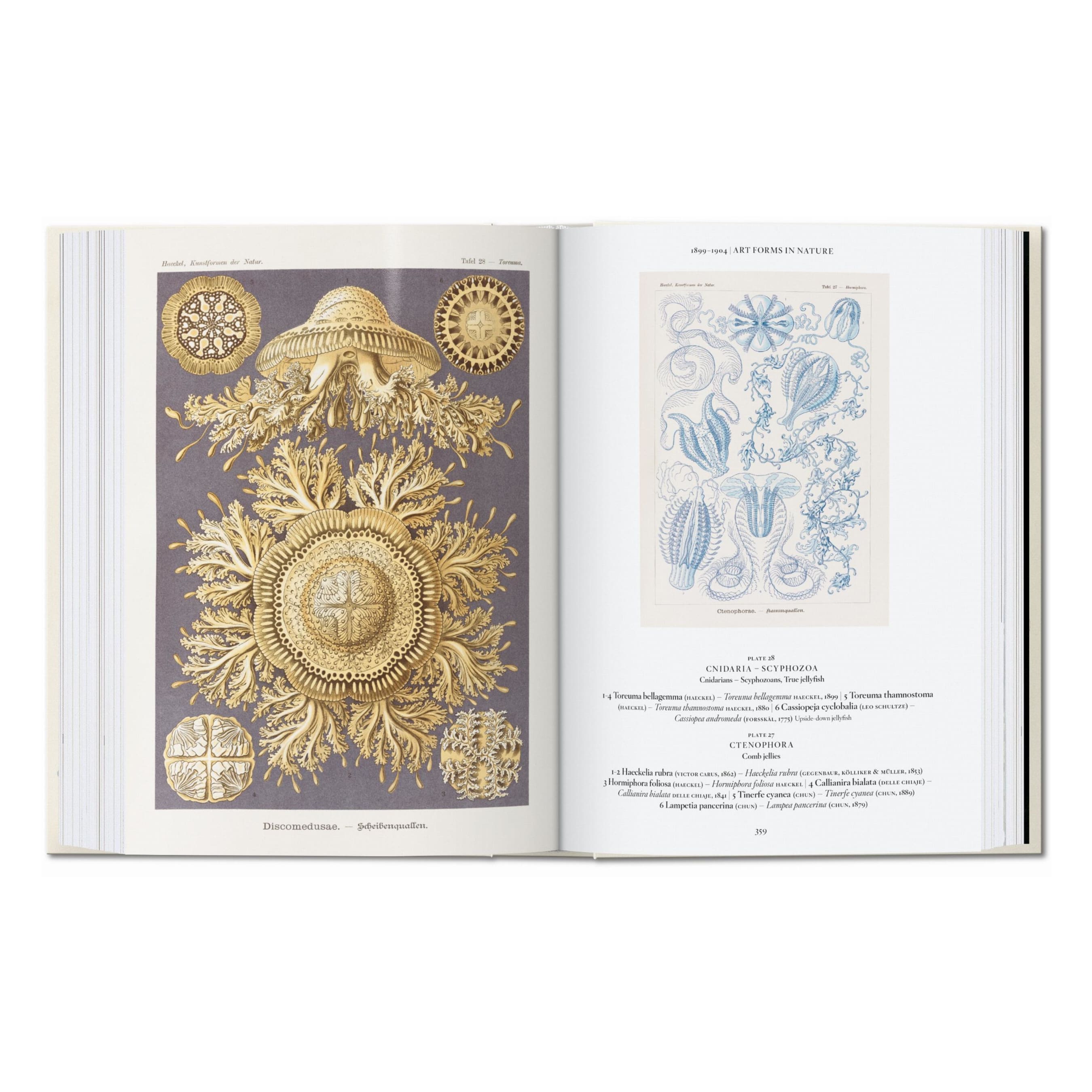 The Art and Science of Ernst Haeckel. 45th Ed. (English)