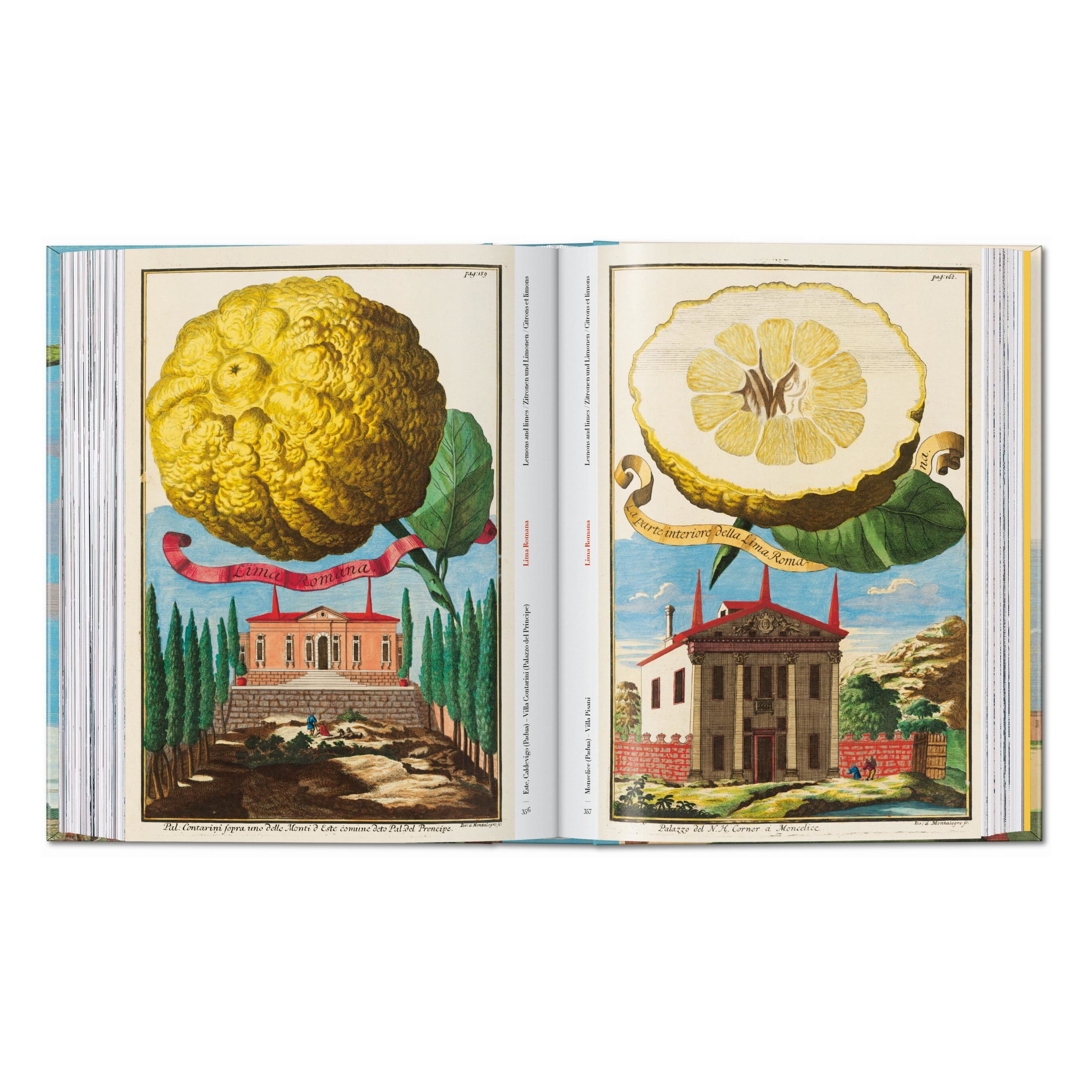 J. C. Volkamer. The Book of Citrus Fruits. 45th Ed. (German, French, English)