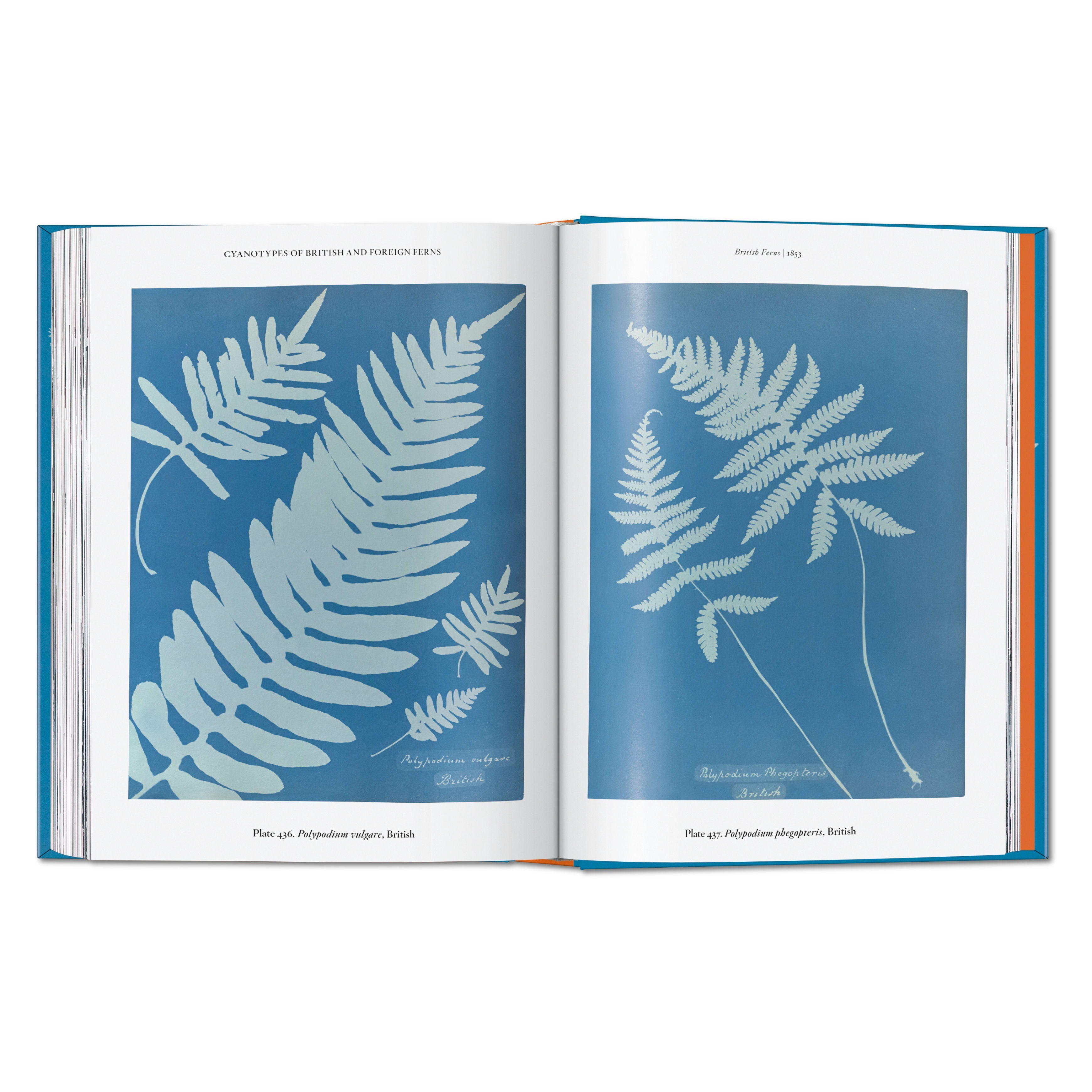 Anna Atkins. Cyanotypes. 45th Ed. (German, French, English)
