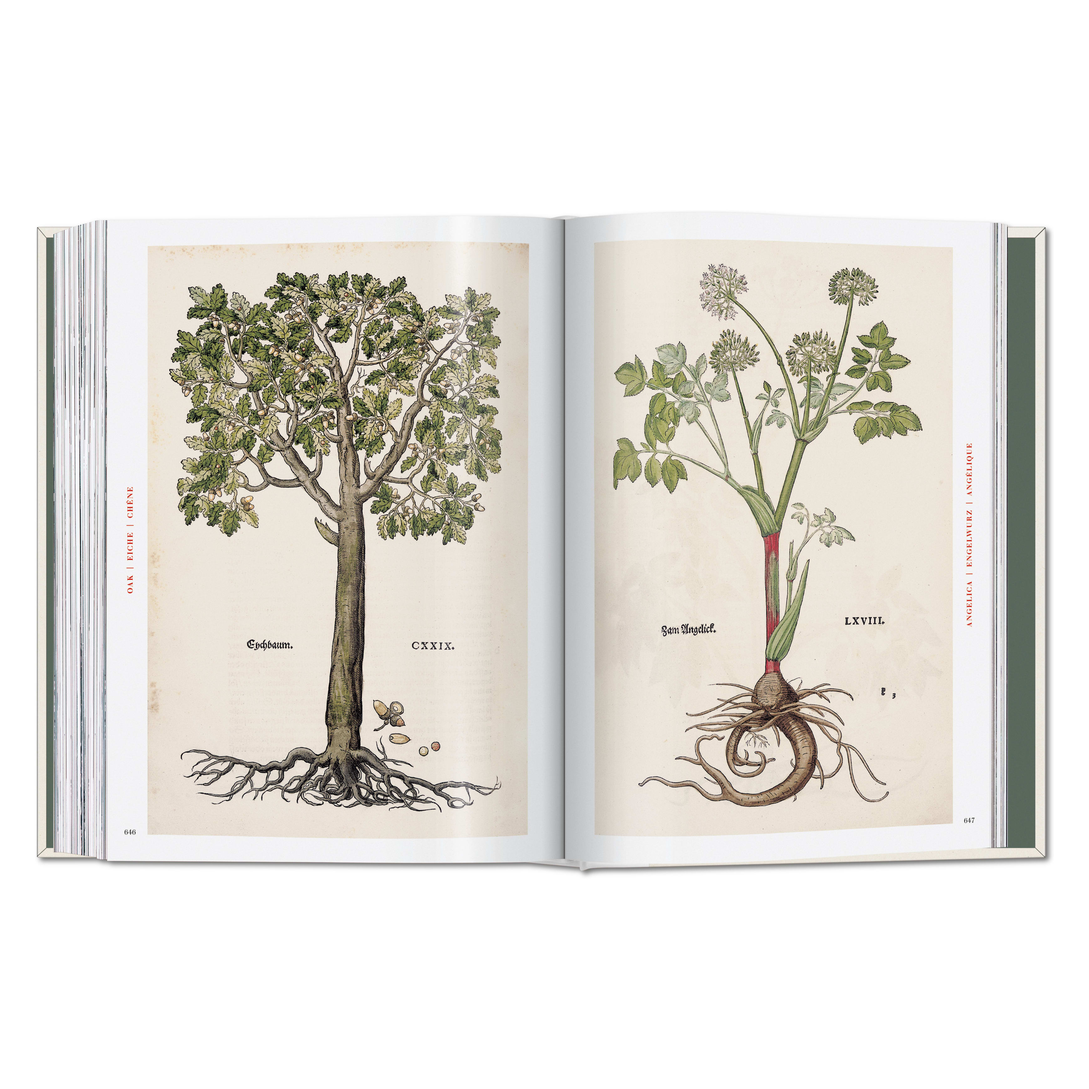 Leonhart Fuchs. The New Herbal (German, French, English)