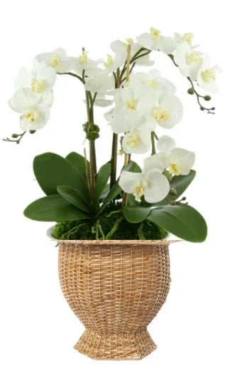 Deep Hexagon Wicker Planter in Natural - The Mayfair Hall