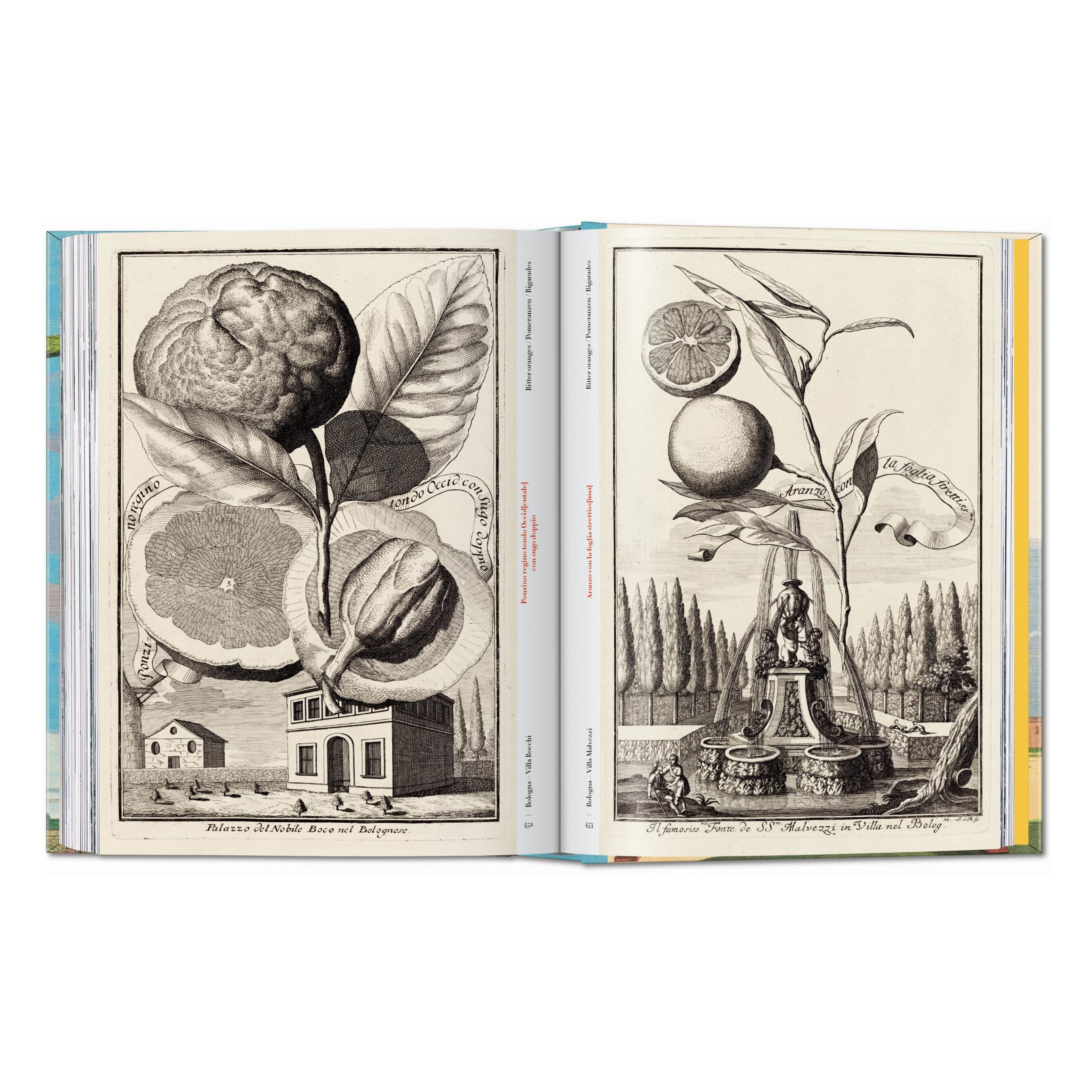 J. C. Volkamer. The Book of Citrus Fruits. 45th Ed. (German, French, English)