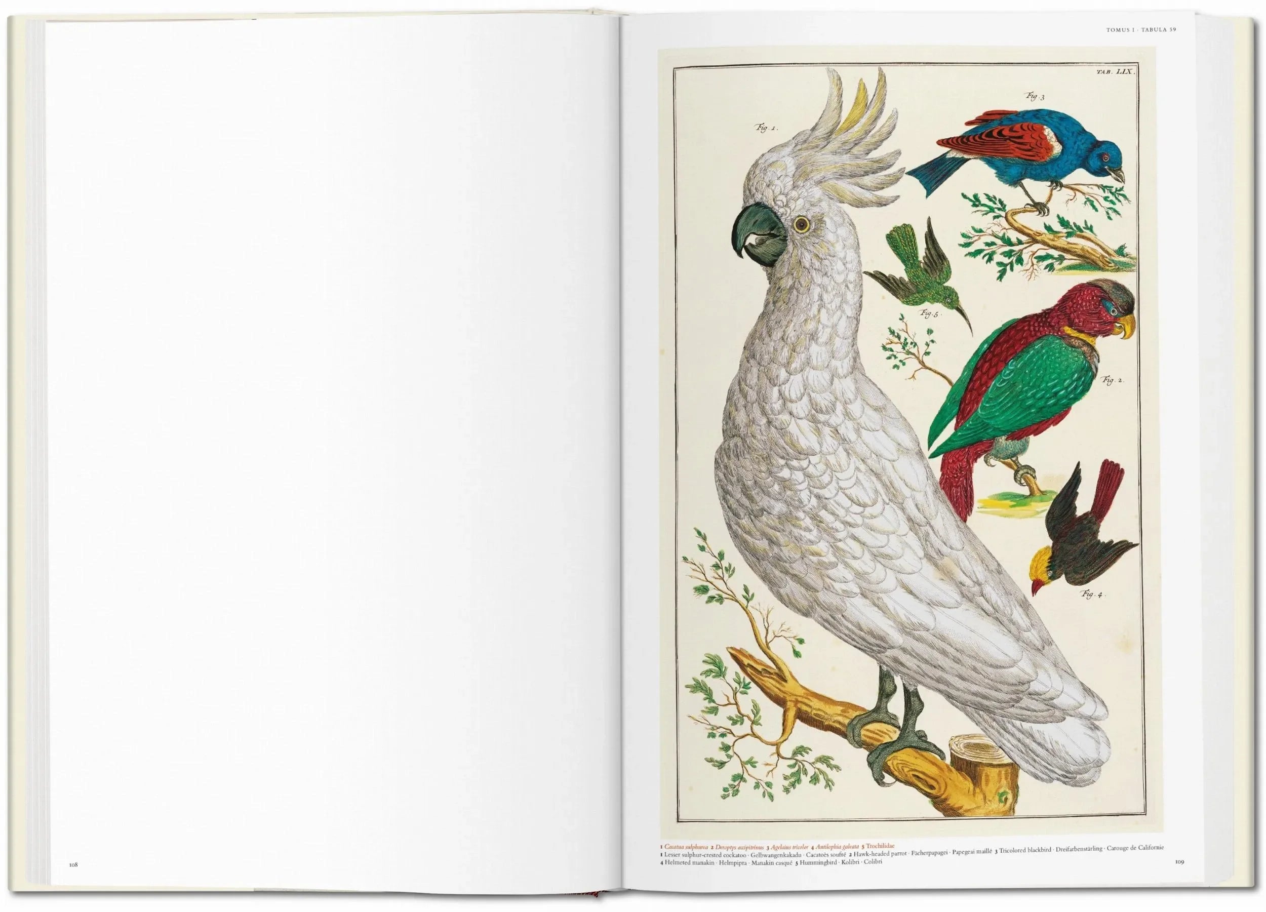 Seba. Cabinet of Natural Curiosities (German, French, English) - The Mayfair Hall