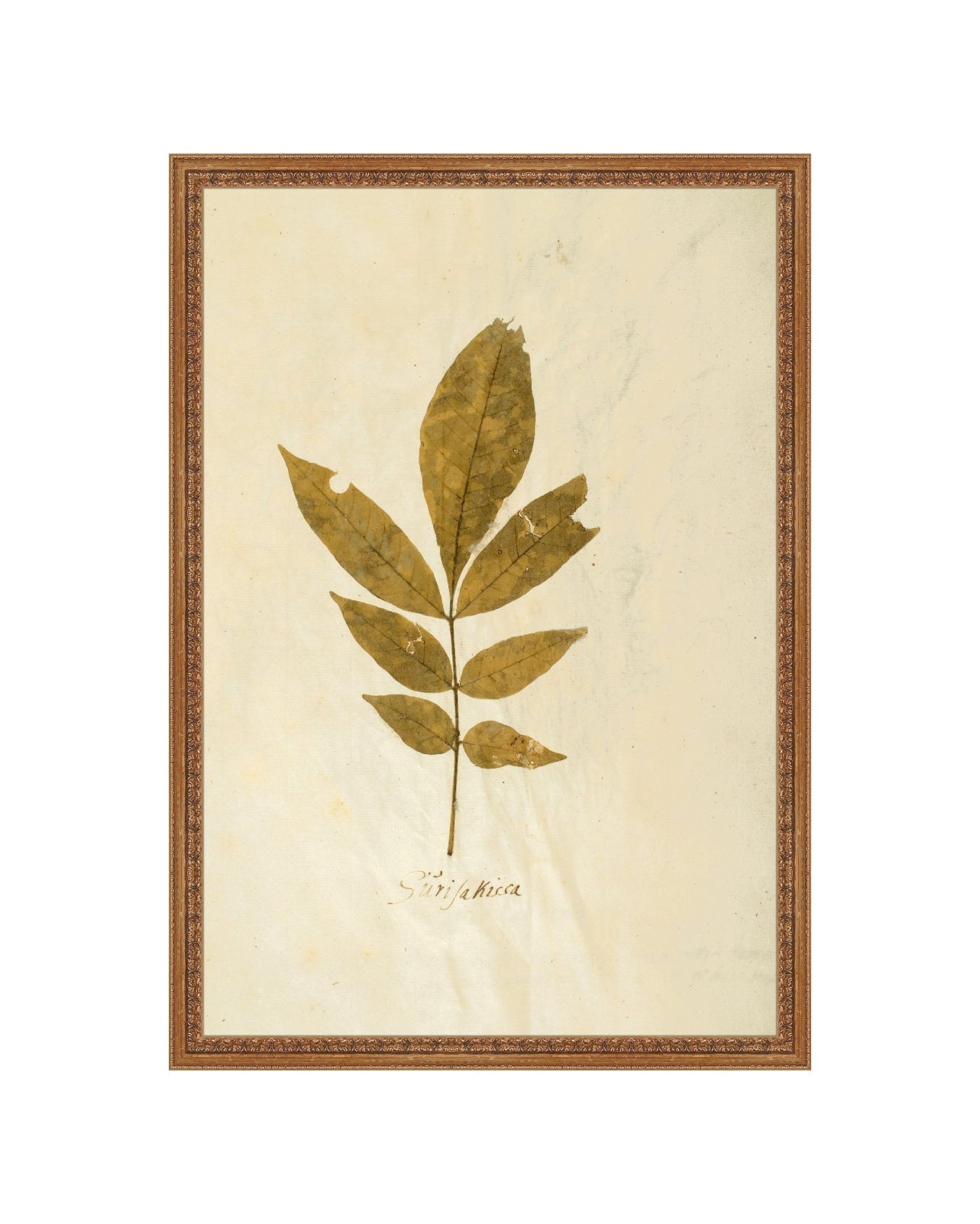 Herbarium XI