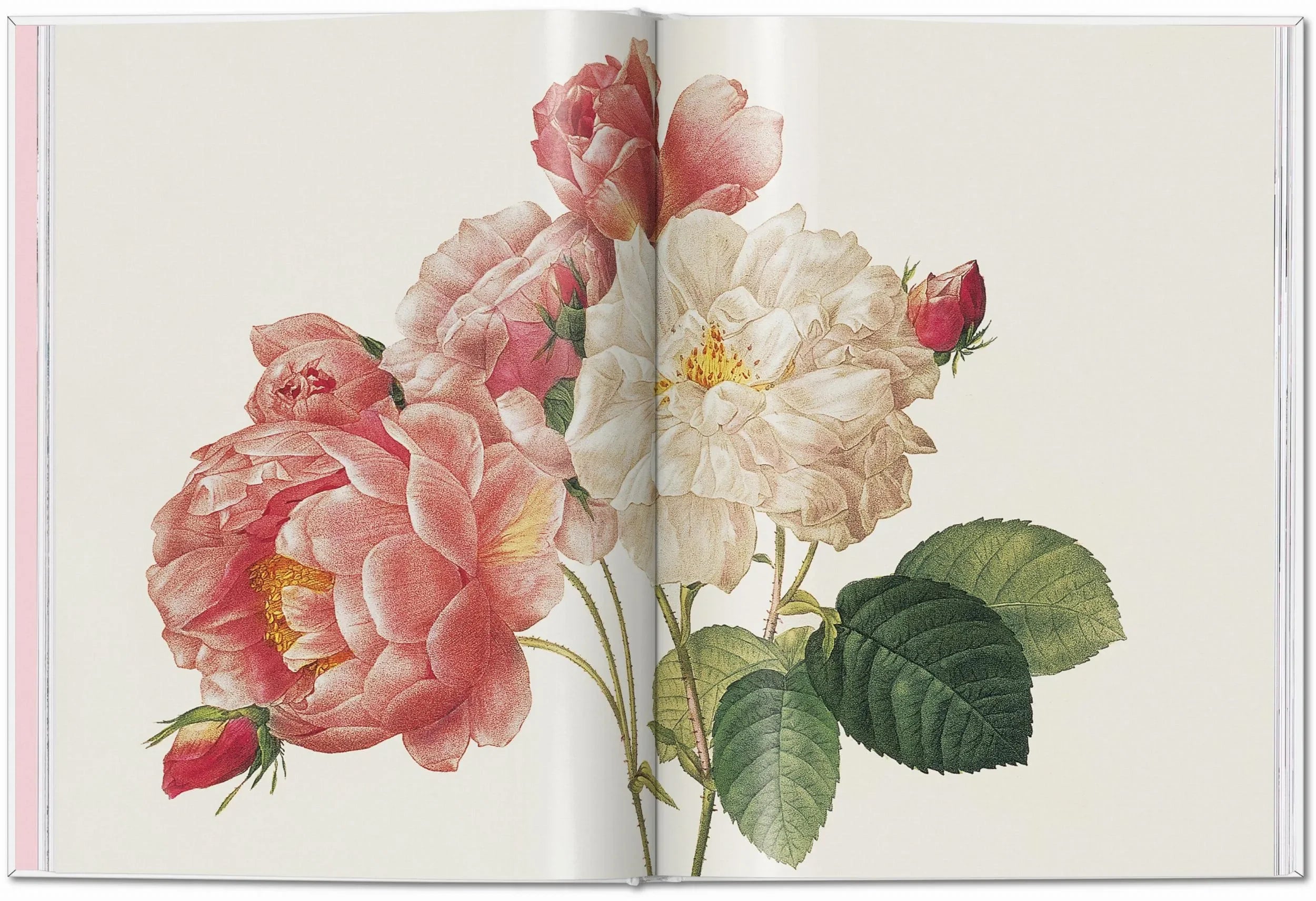 Redouté. Roses (German, French, English) - The Mayfair Hall
