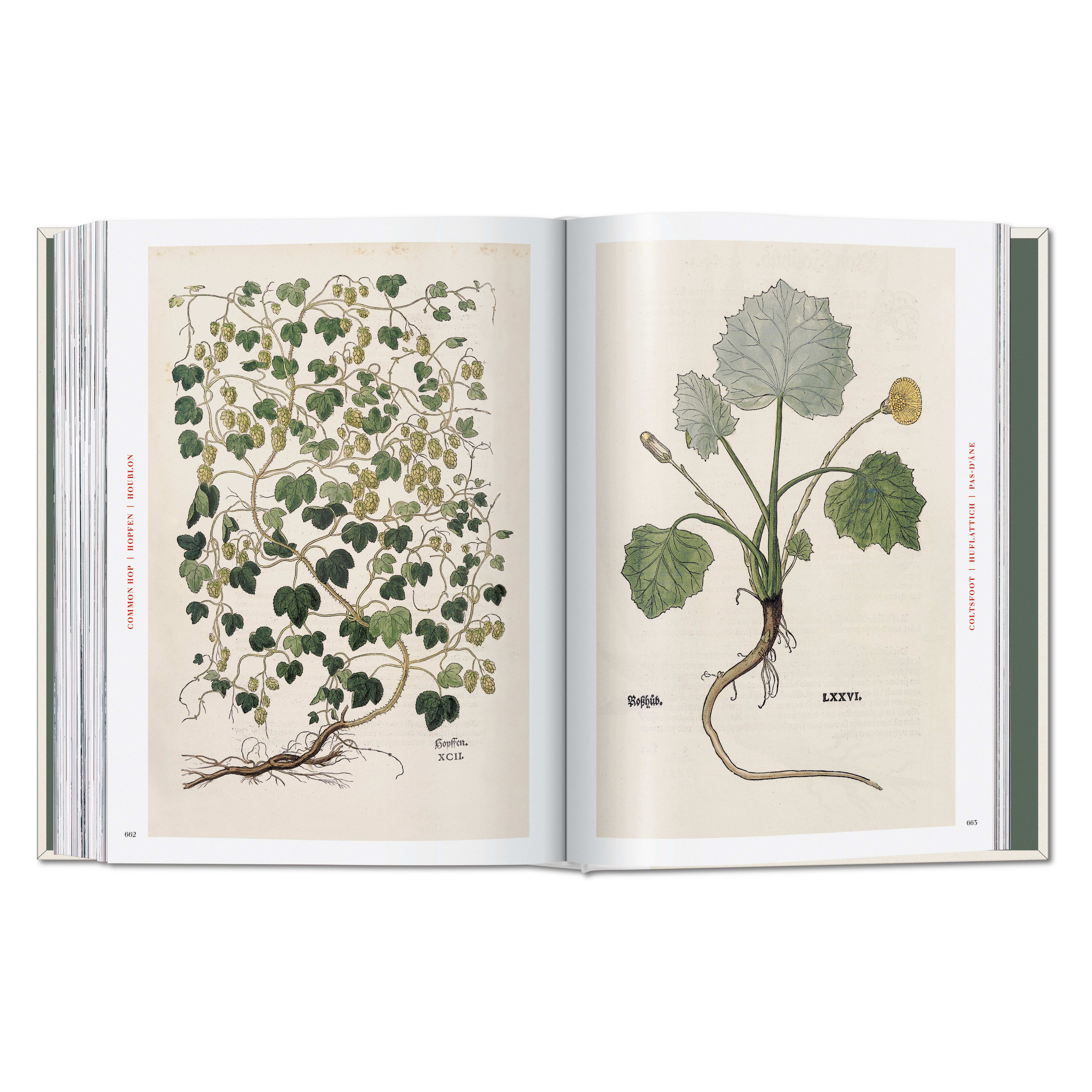 Leonhart Fuchs. The New Herbal (German, French, English)