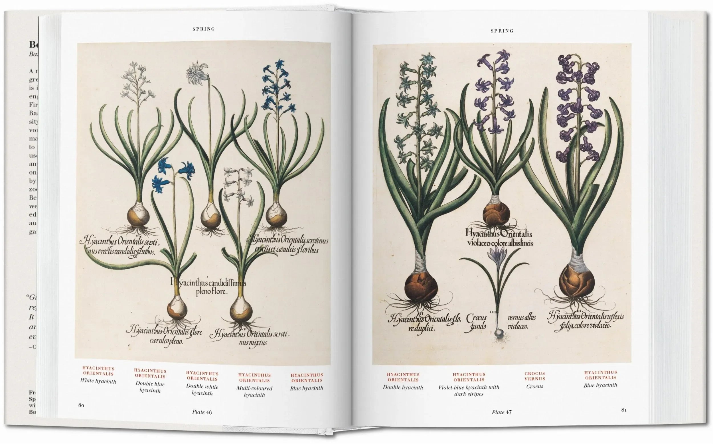 Basilius Besler. Florilegium. The Book of Plants (English) - The Mayfair Hall