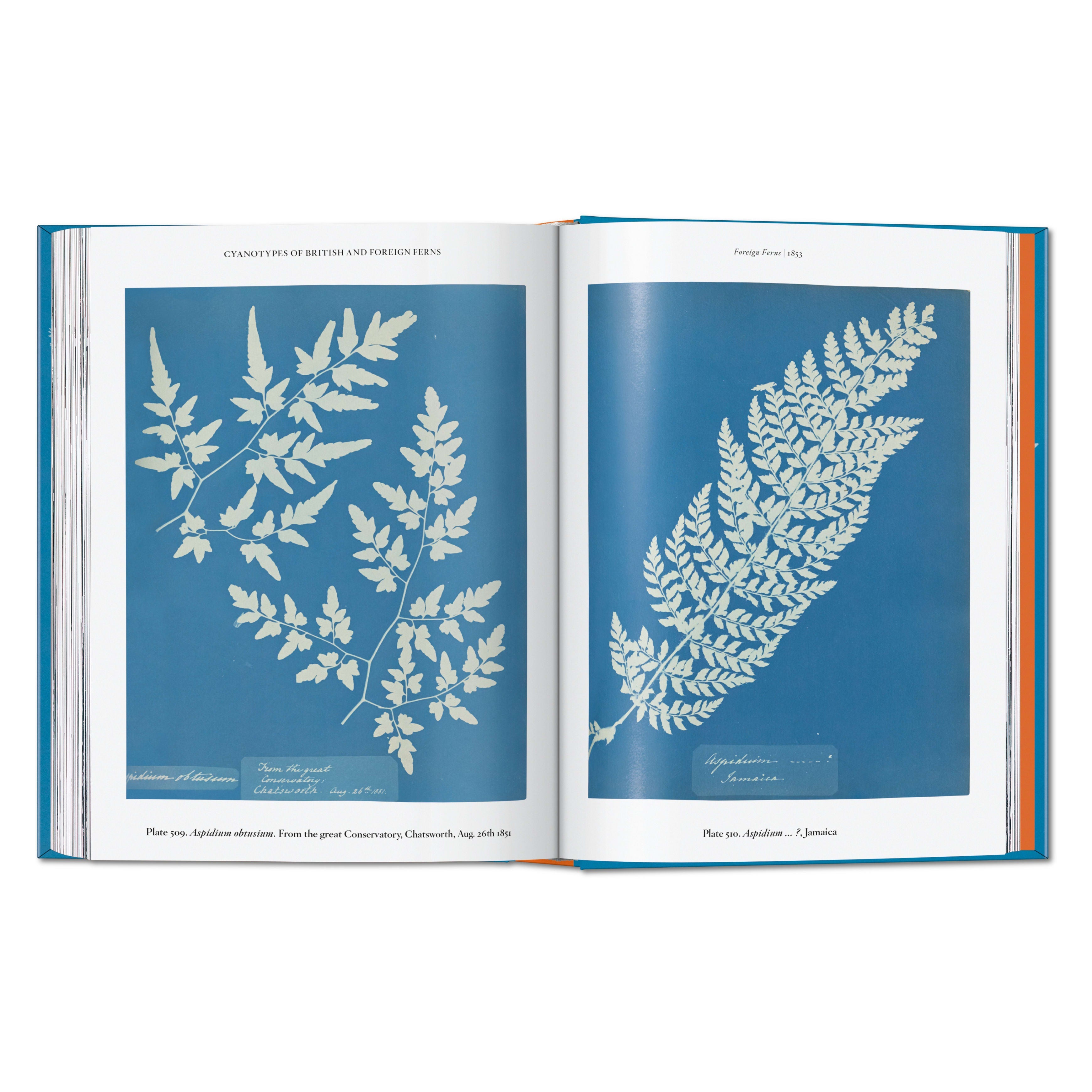 Anna Atkins. Cyanotypes. 45th Ed. (German, French, English)