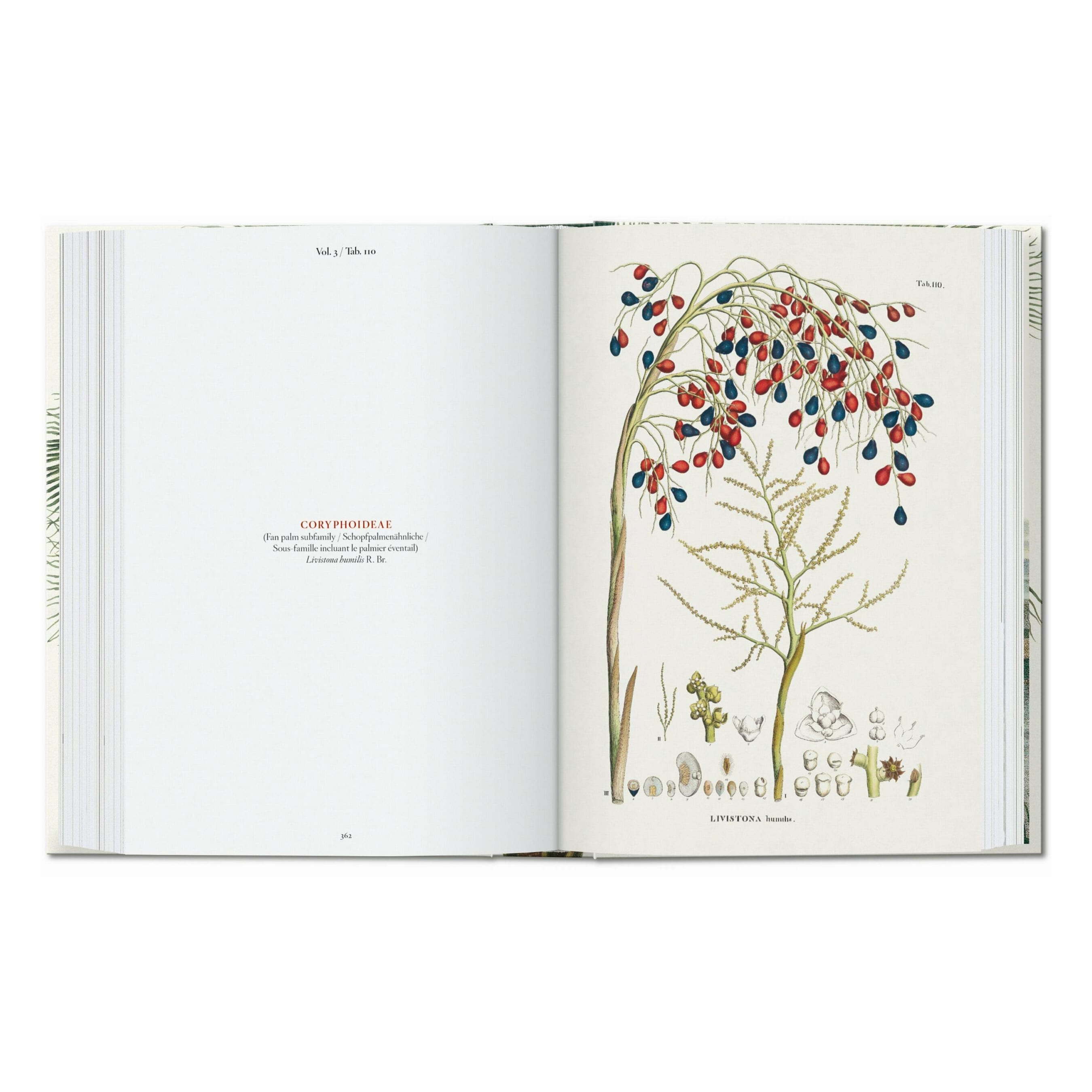 Martius. The Book of Palms. 45th Ed. (German, French, English)