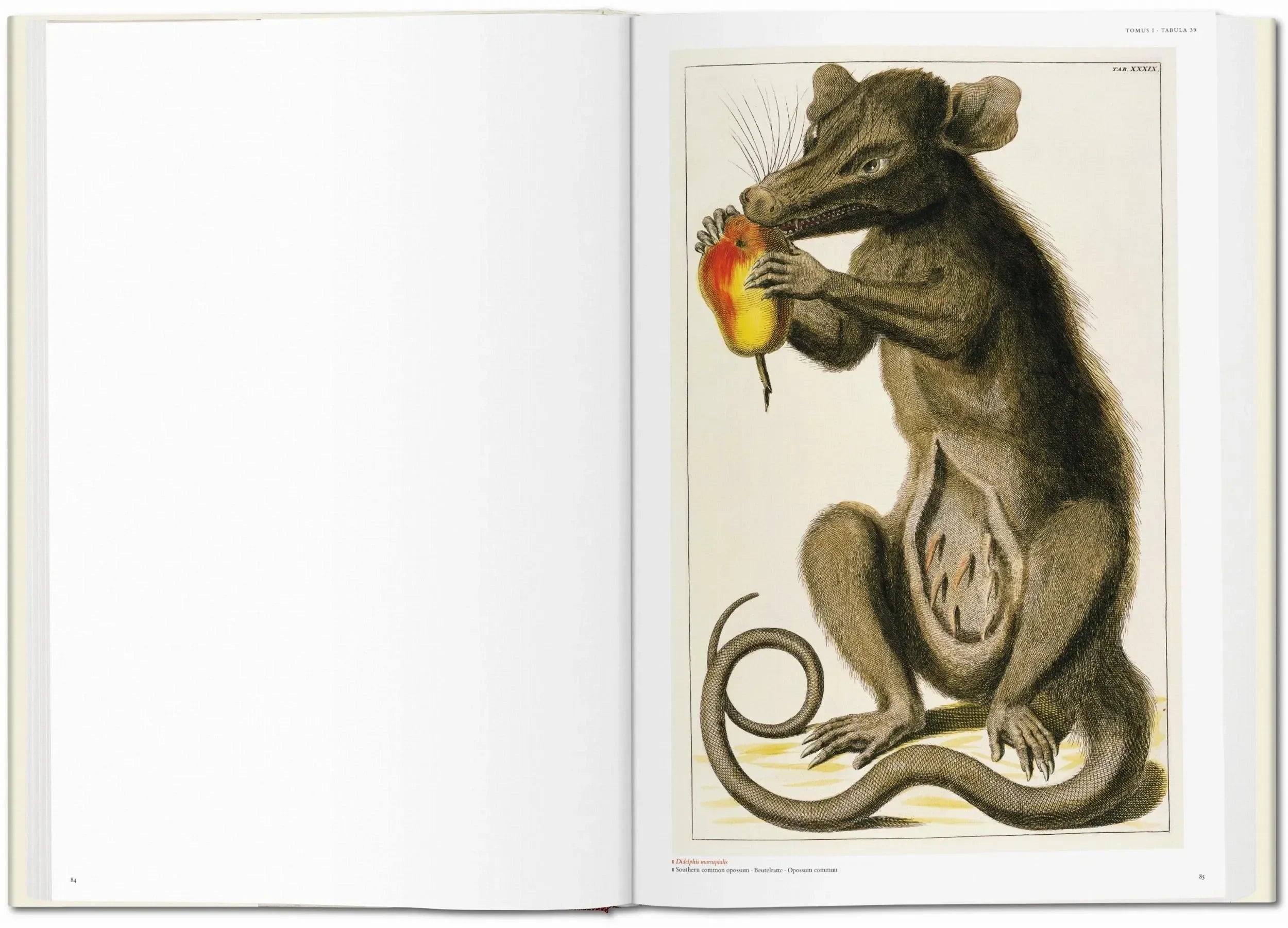 Seba. Cabinet of Natural Curiosities (German, French, English) - The Mayfair Hall