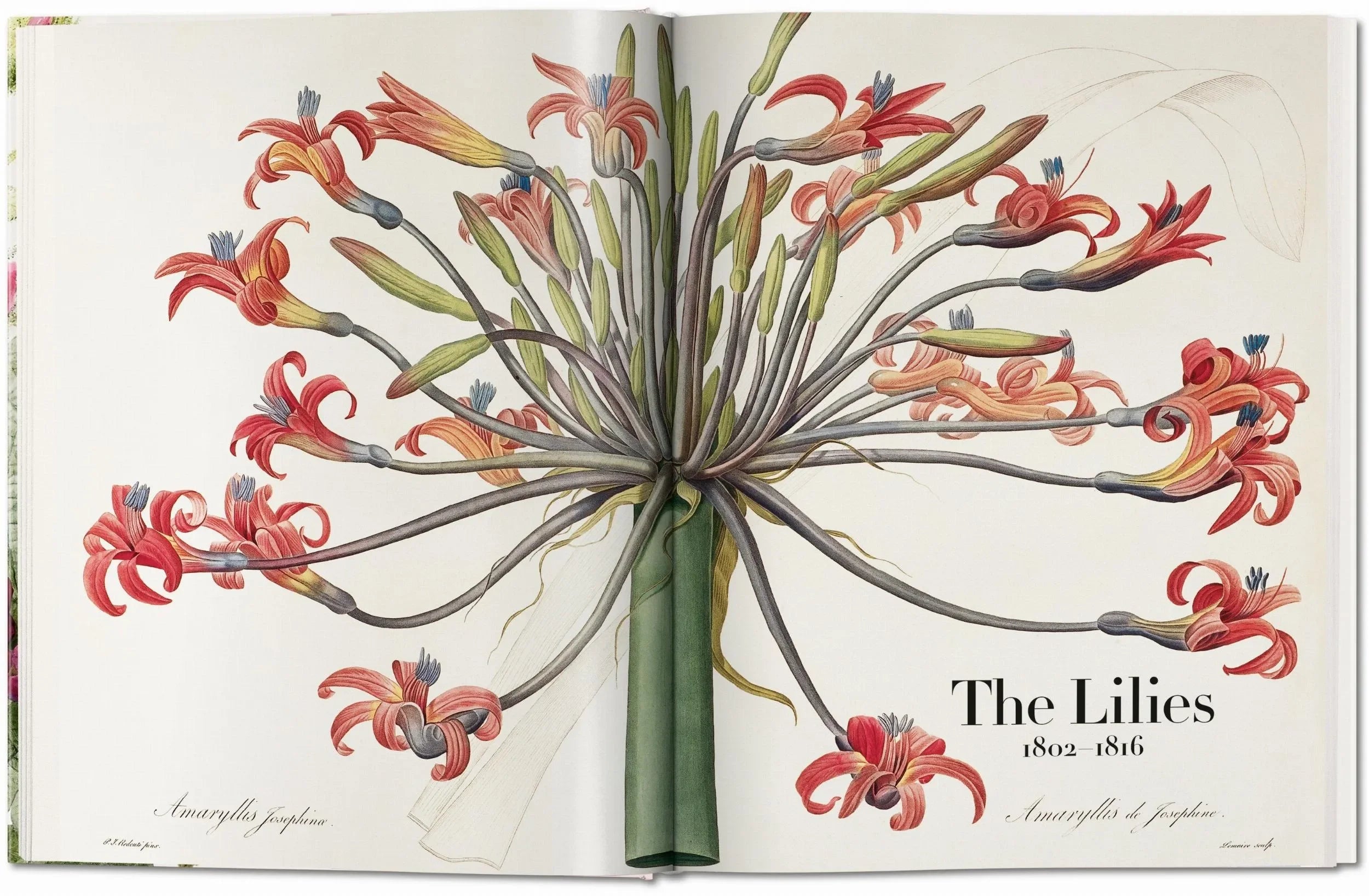 Redouté. The Book of Flowers (German, French, English) - The Mayfair Hall