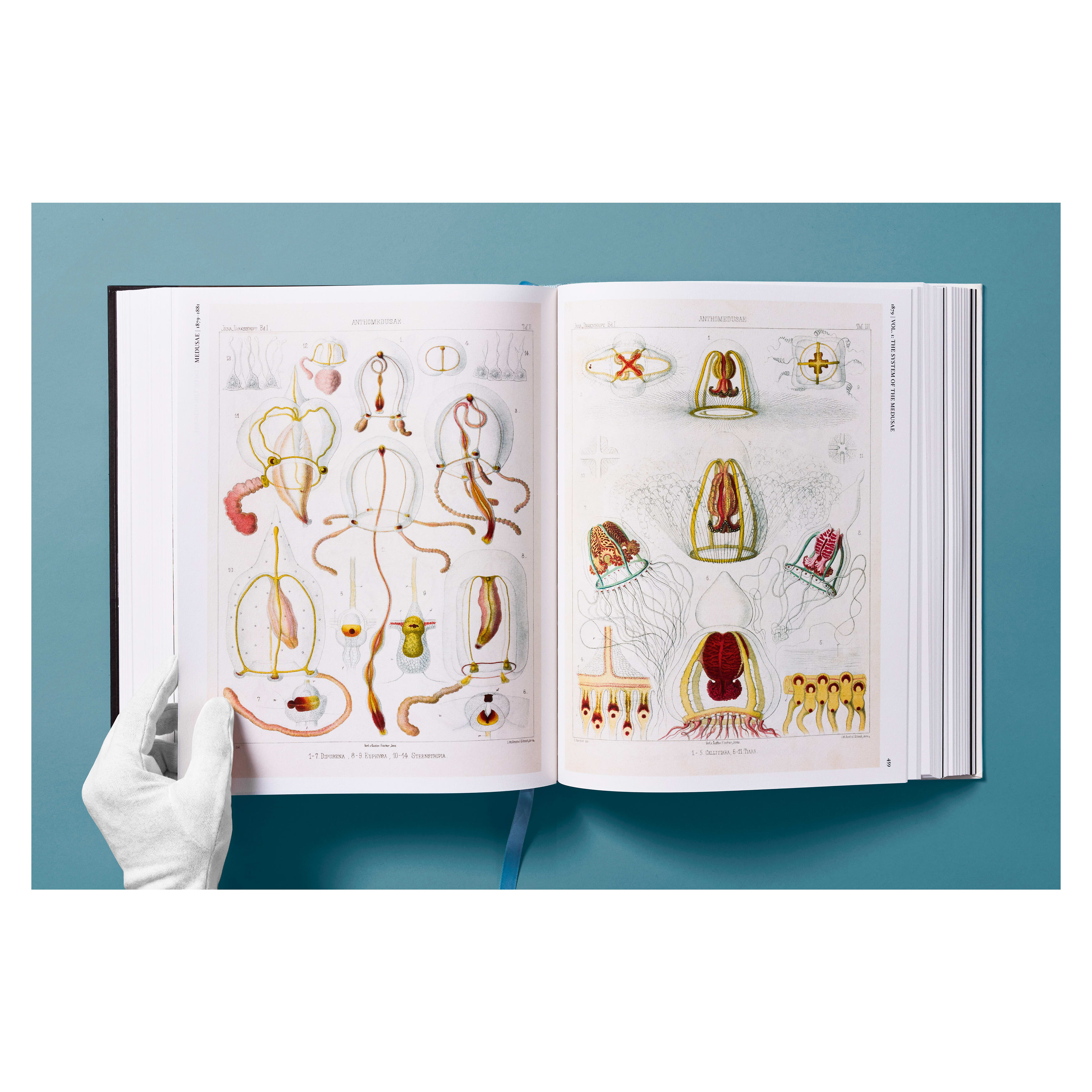 The Art and Science of Ernst Haeckel (German, French, English)