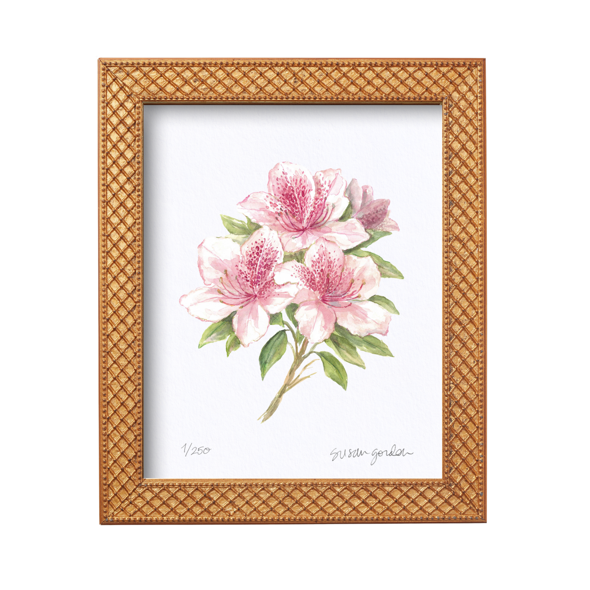 8x10 Azalea Prints By Susan Gordon