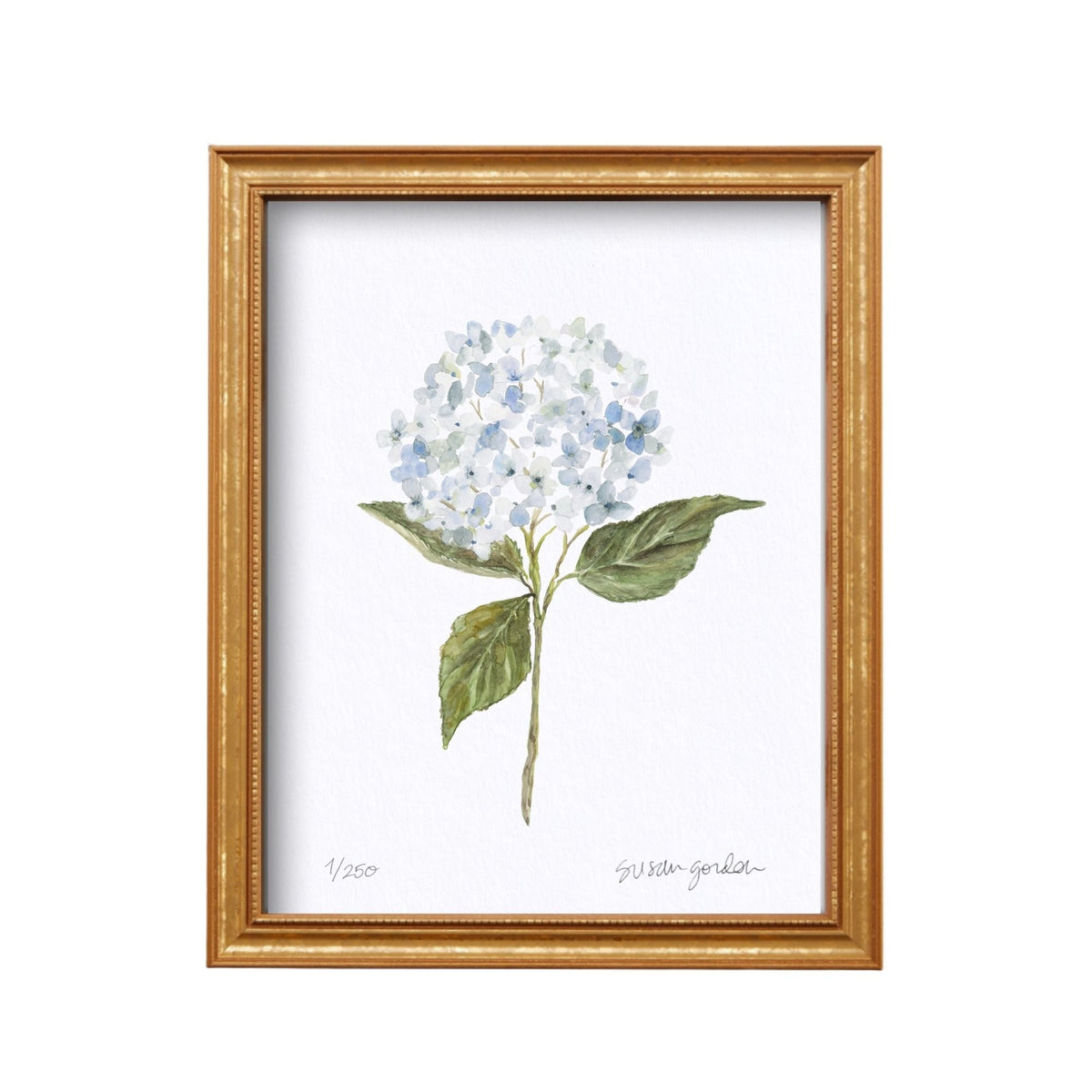 8x10 Hydrangea Print No. 1 By Susan Gordon