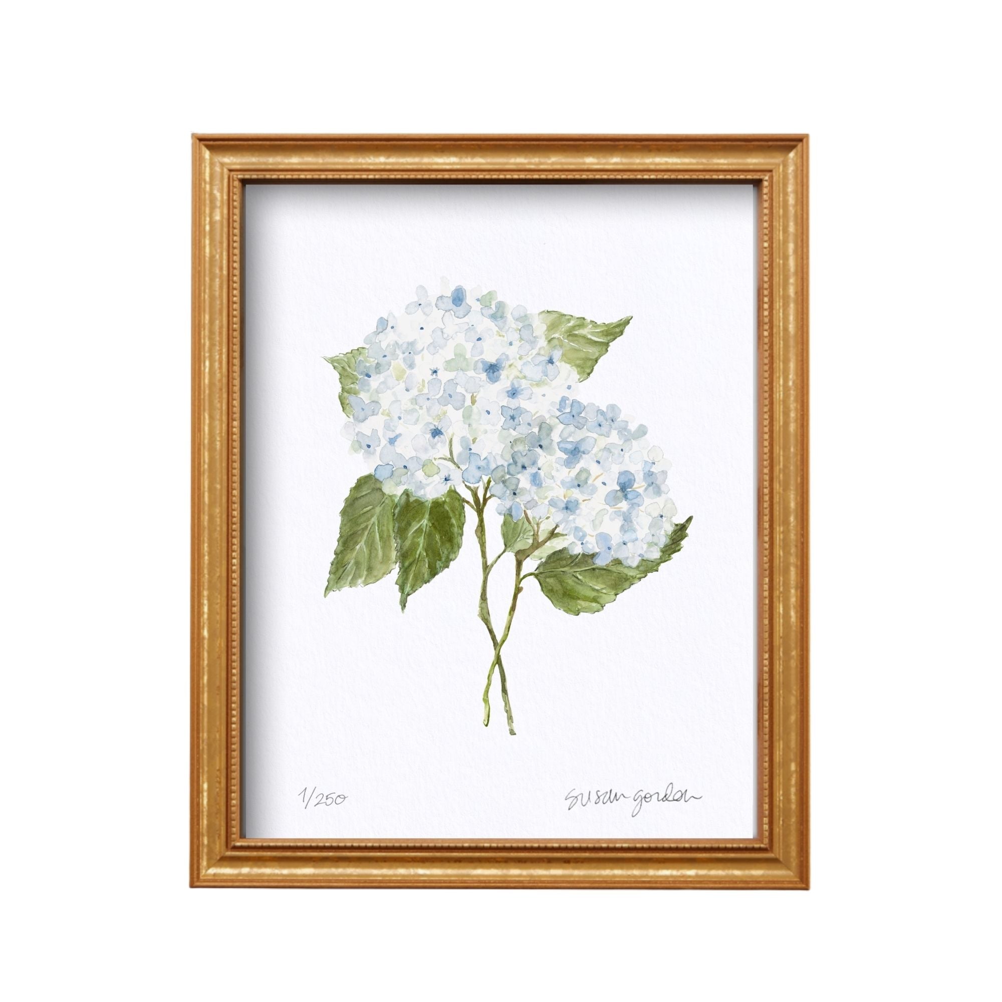 8x10 Hydrangea Print No. 3 By Susan Gordon