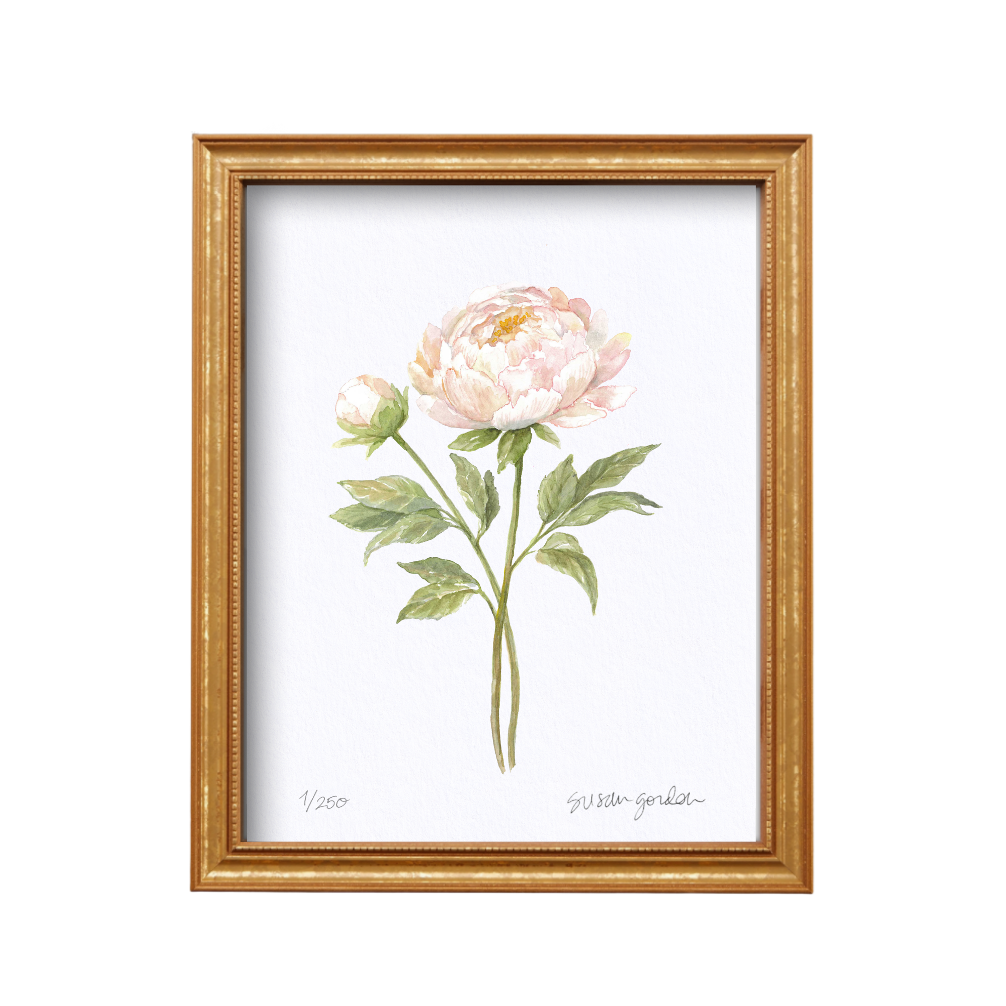 8x10 Peony Prints By Susan Gordon