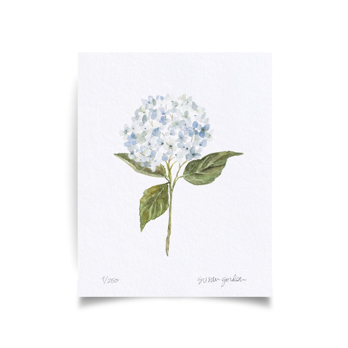 8x10 Hydrangea Print No. 1 By Susan Gordon