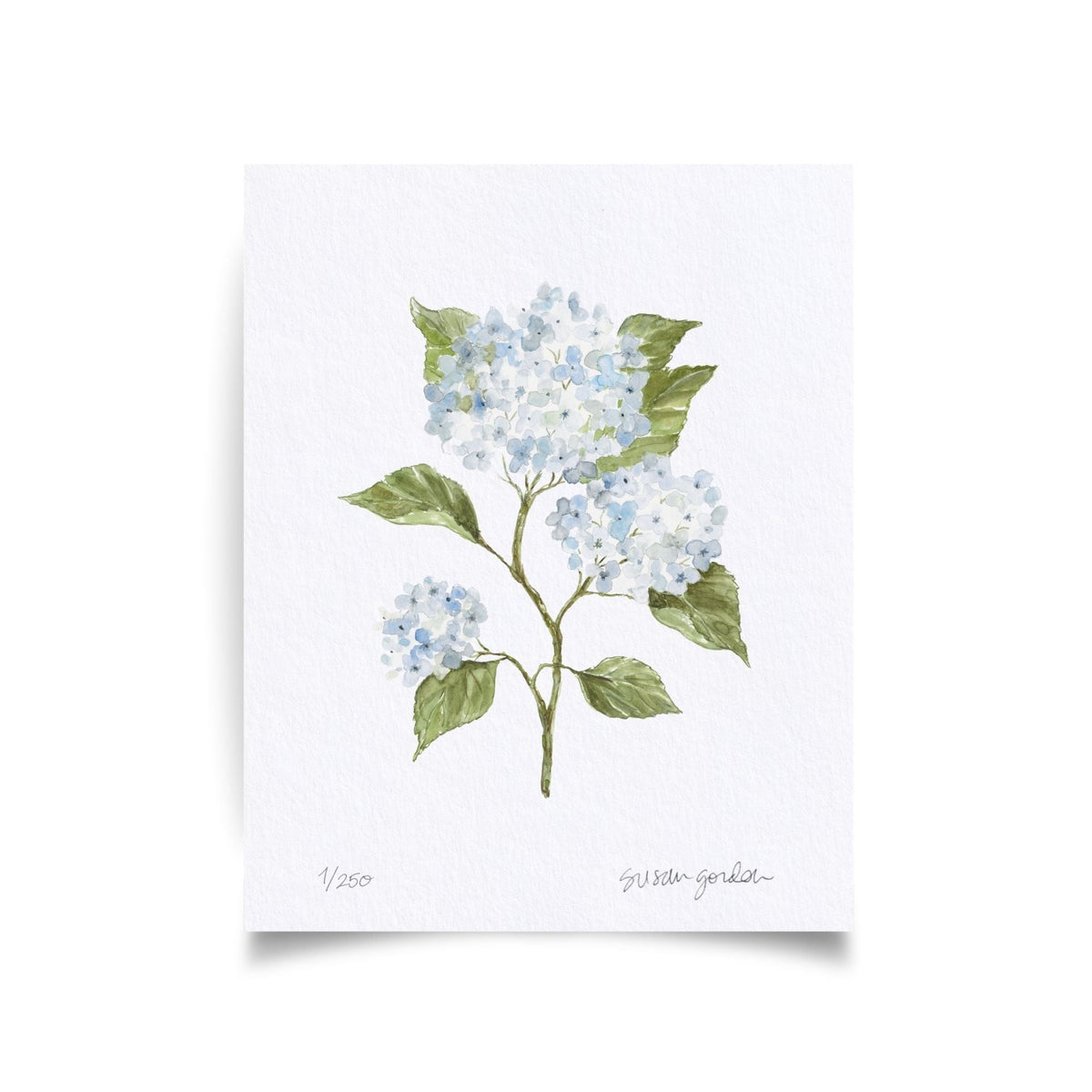8x10 Hydrangea Print No. 4 By Susan Gordon