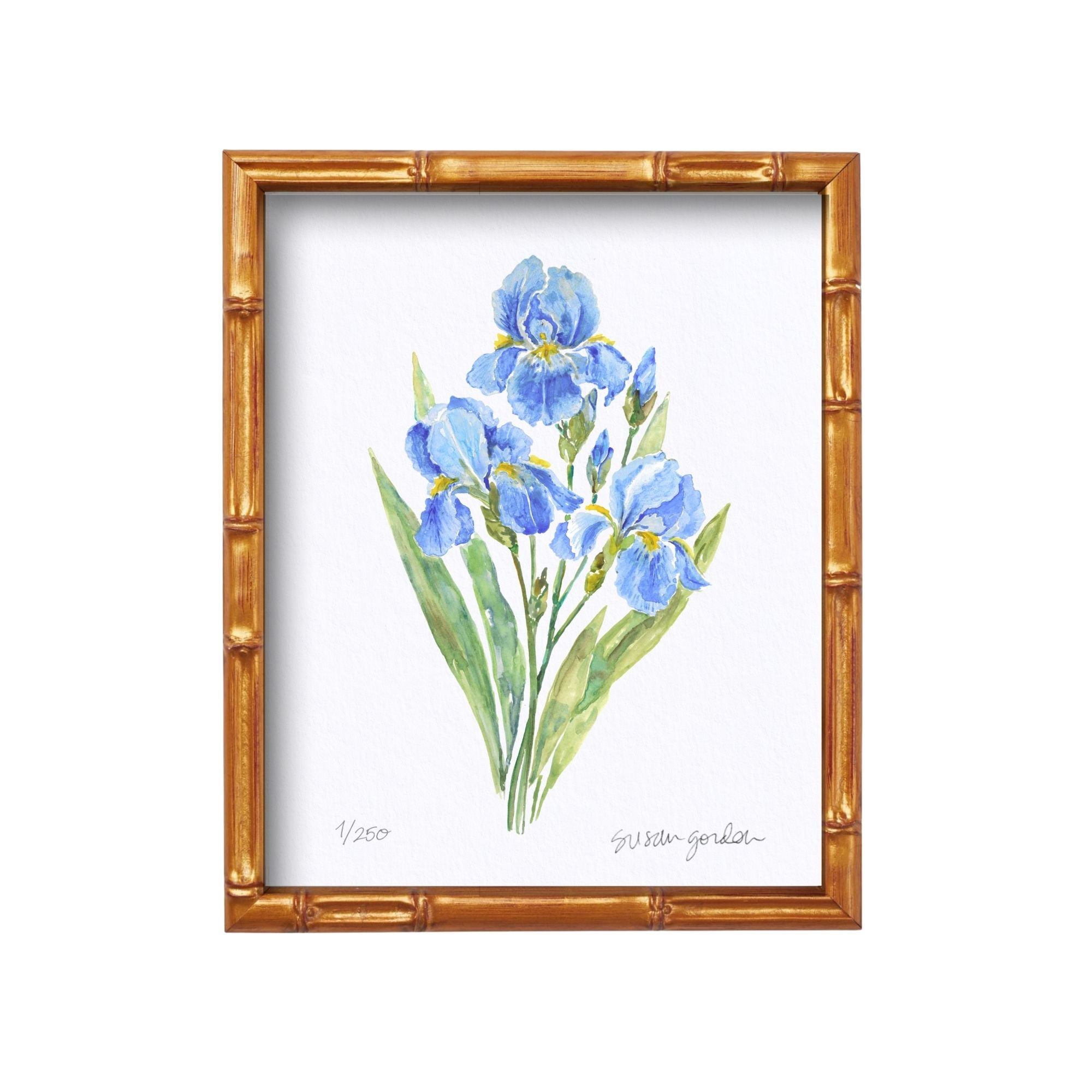 8x10 Framed Dwarf Bearded Iris Archival Prints By Susan Gordon