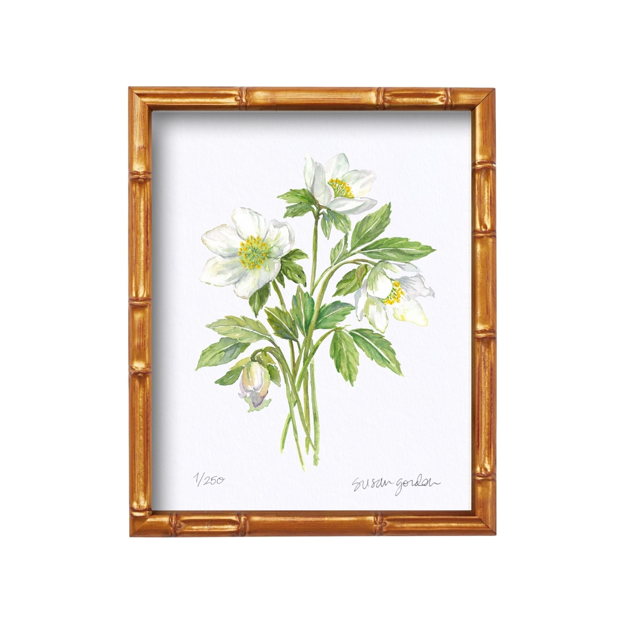 8x10 Framed Lenten Rose Archival Prints By Susan Gordon