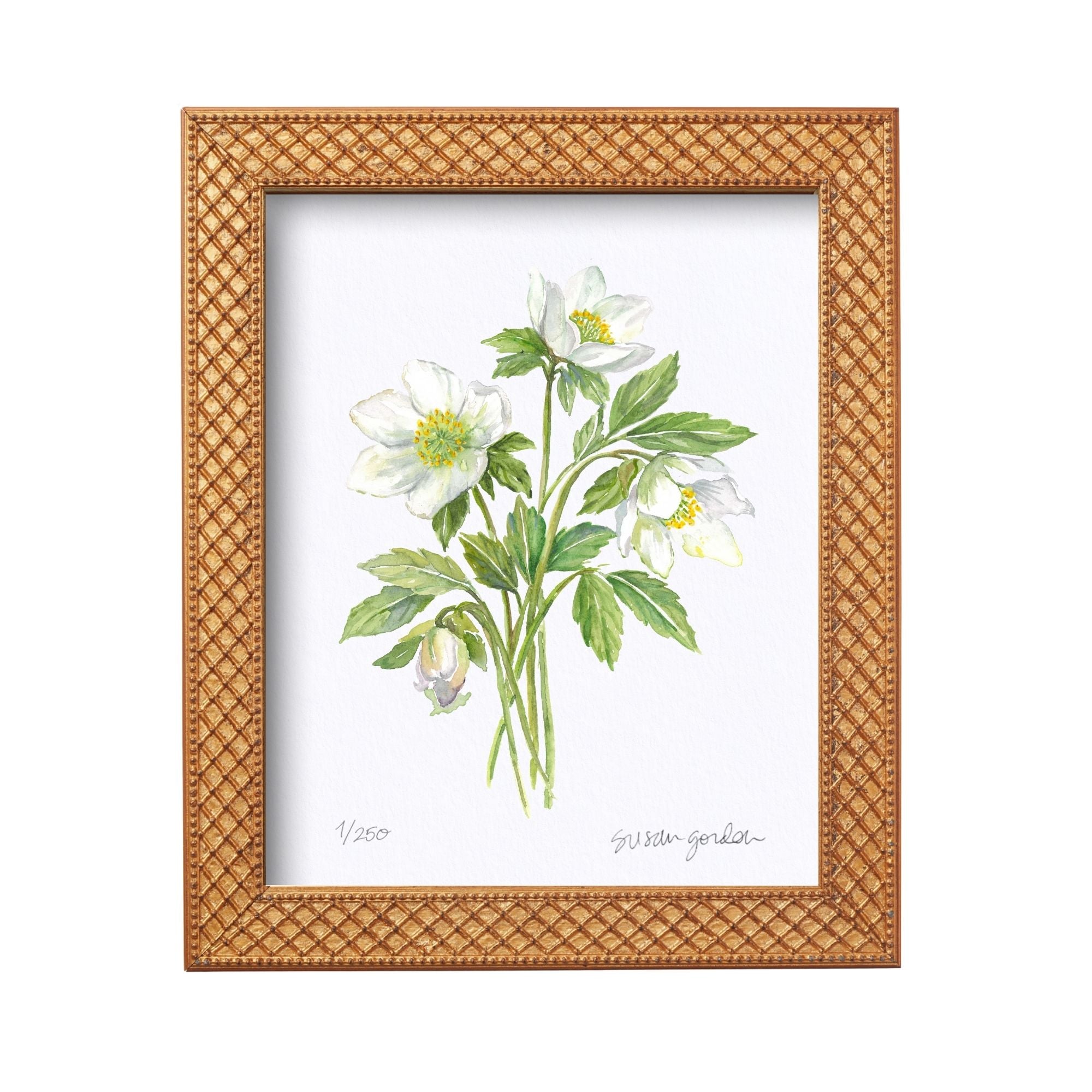 8x10 Framed Lenten Rose Archival Prints By Susan Gordon