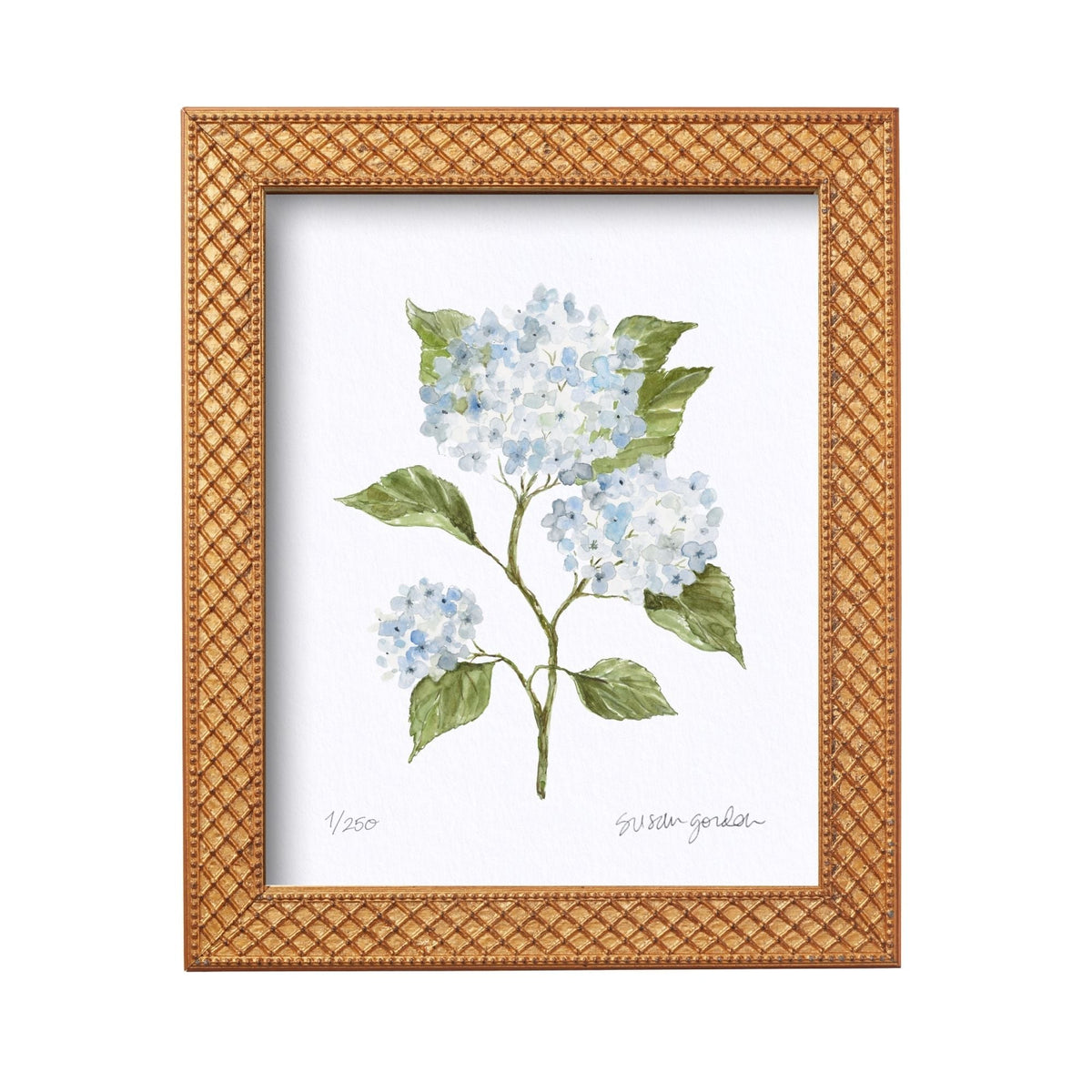8x10 Hydrangea Print No. 4 By Susan Gordon