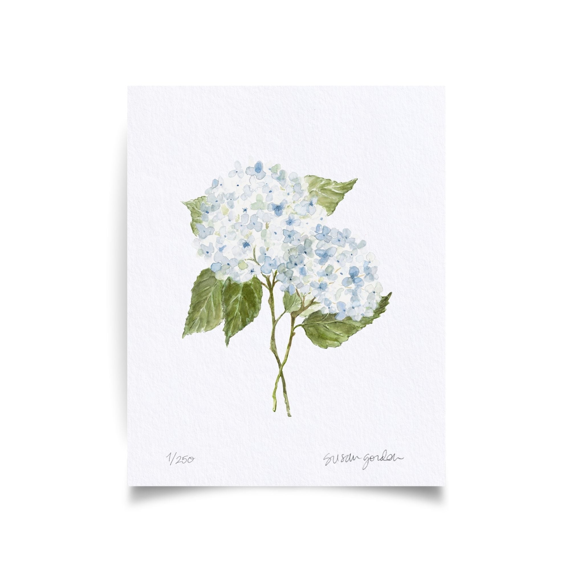 8x10 Hydrangea Print No. 3 By Susan Gordon