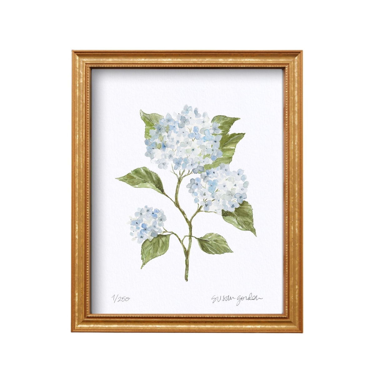 8x10 Hydrangea Print No. 4 By Susan Gordon