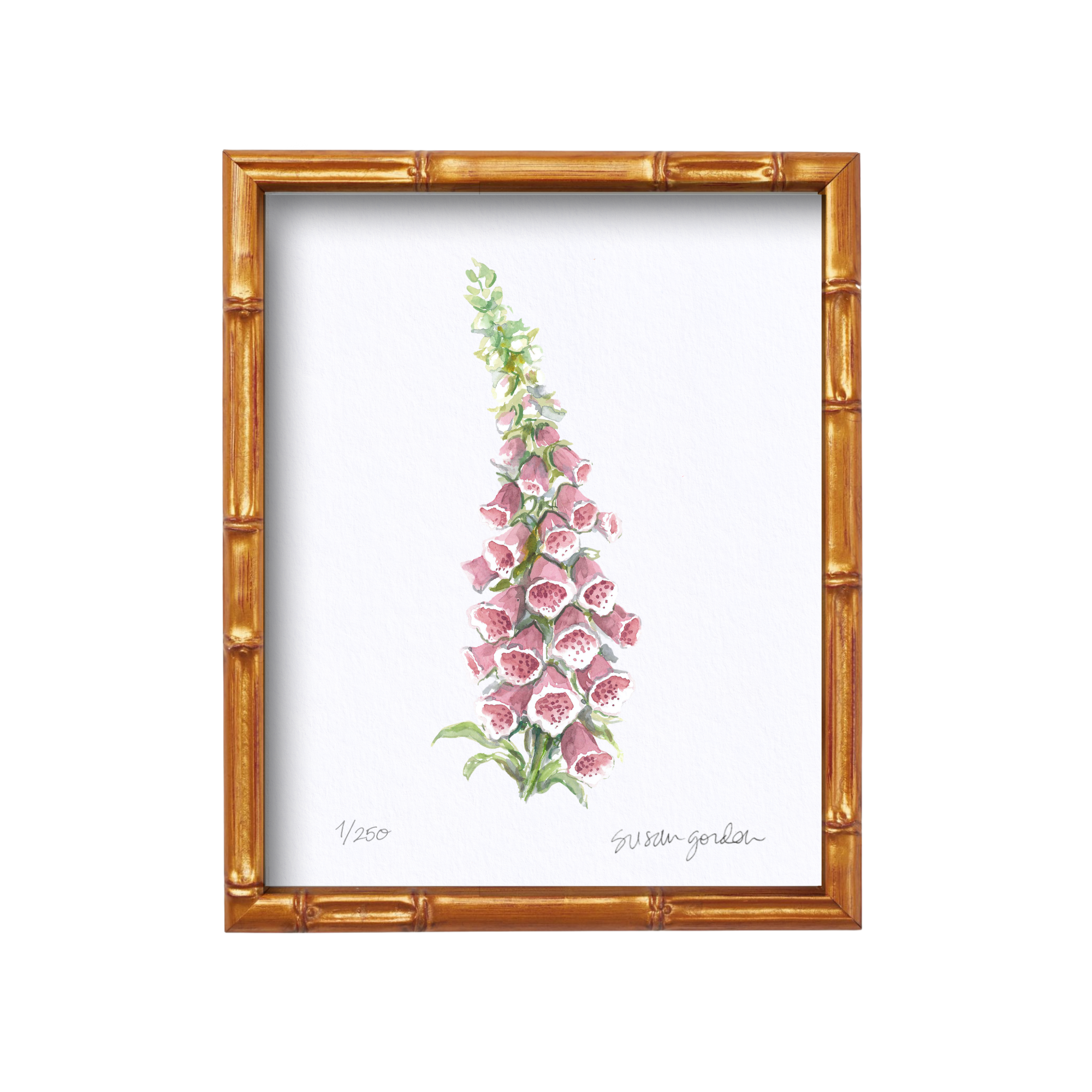 8x10 Foxglove Prints By Susan Gordon