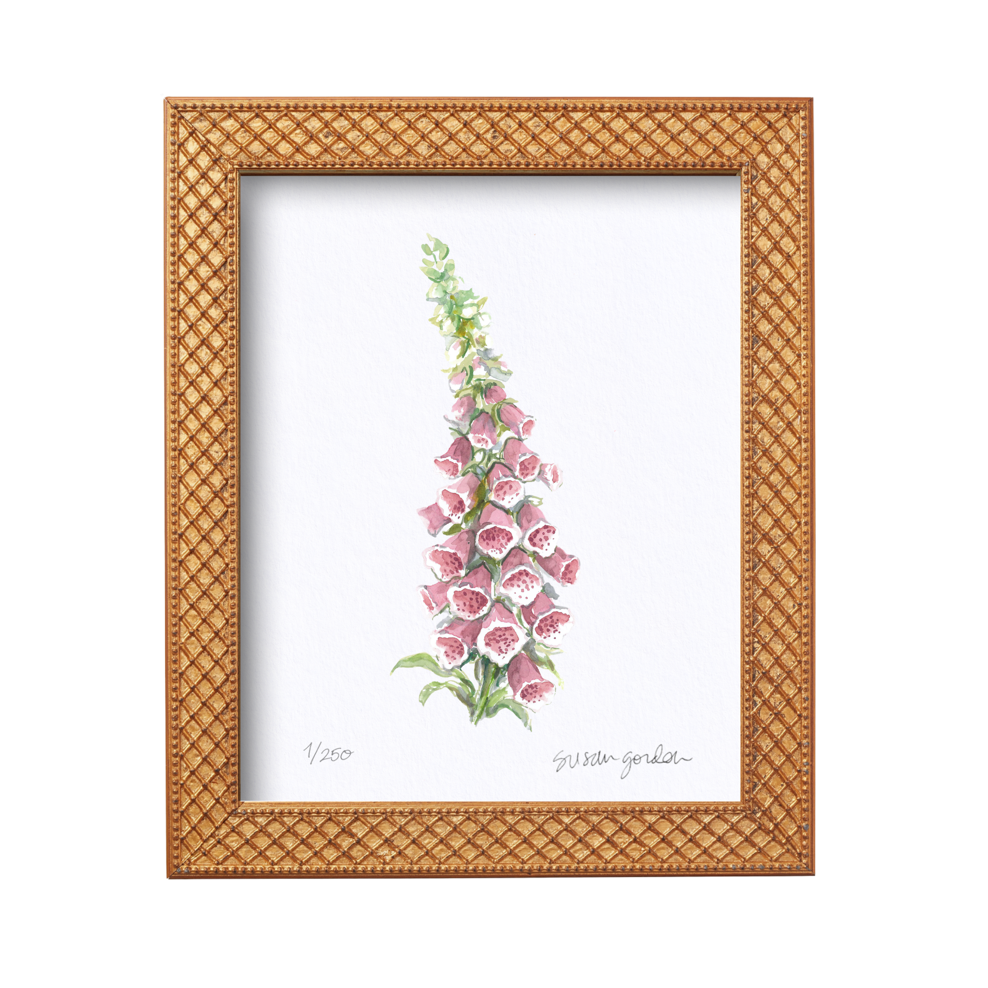8x10 Framed Foxglove Archival Prints By Susan Gordon