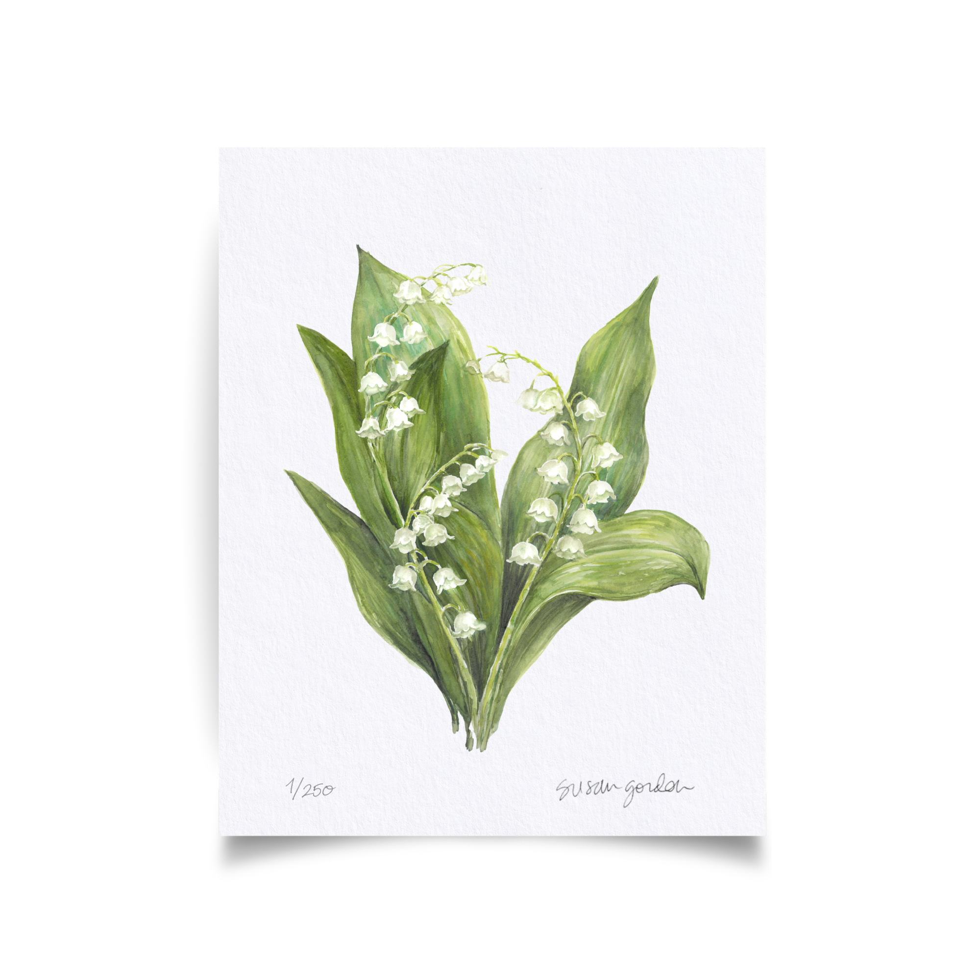 8x10 Lily of the Valley Prints By Susan Gordon