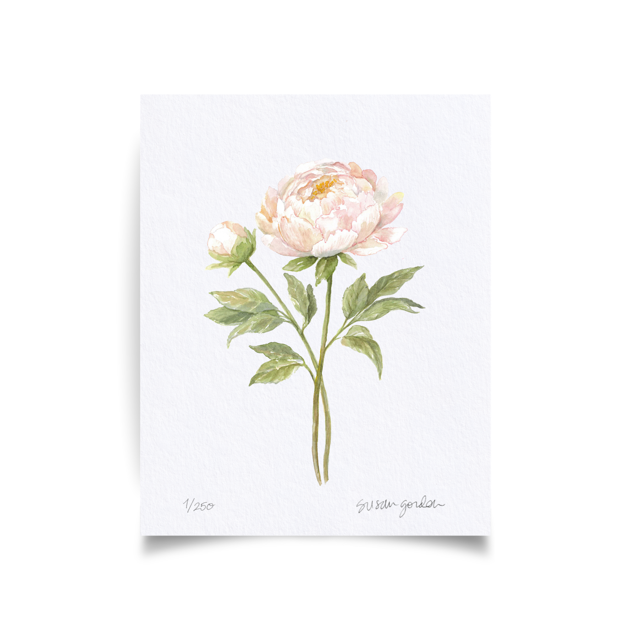 8x10 Peony Prints By Susan Gordon