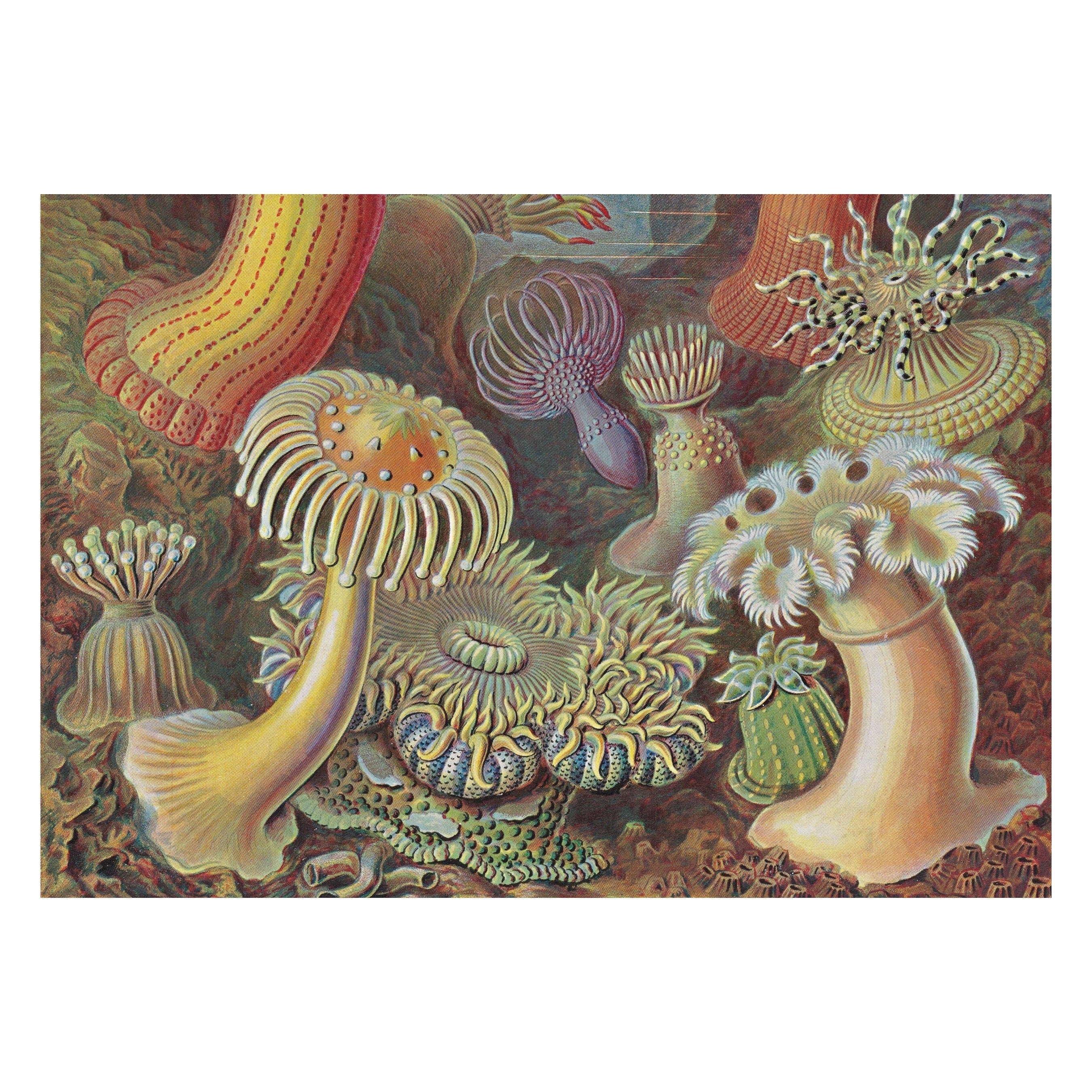 The Art and Science of Ernst Haeckel. 45th Ed. (English)