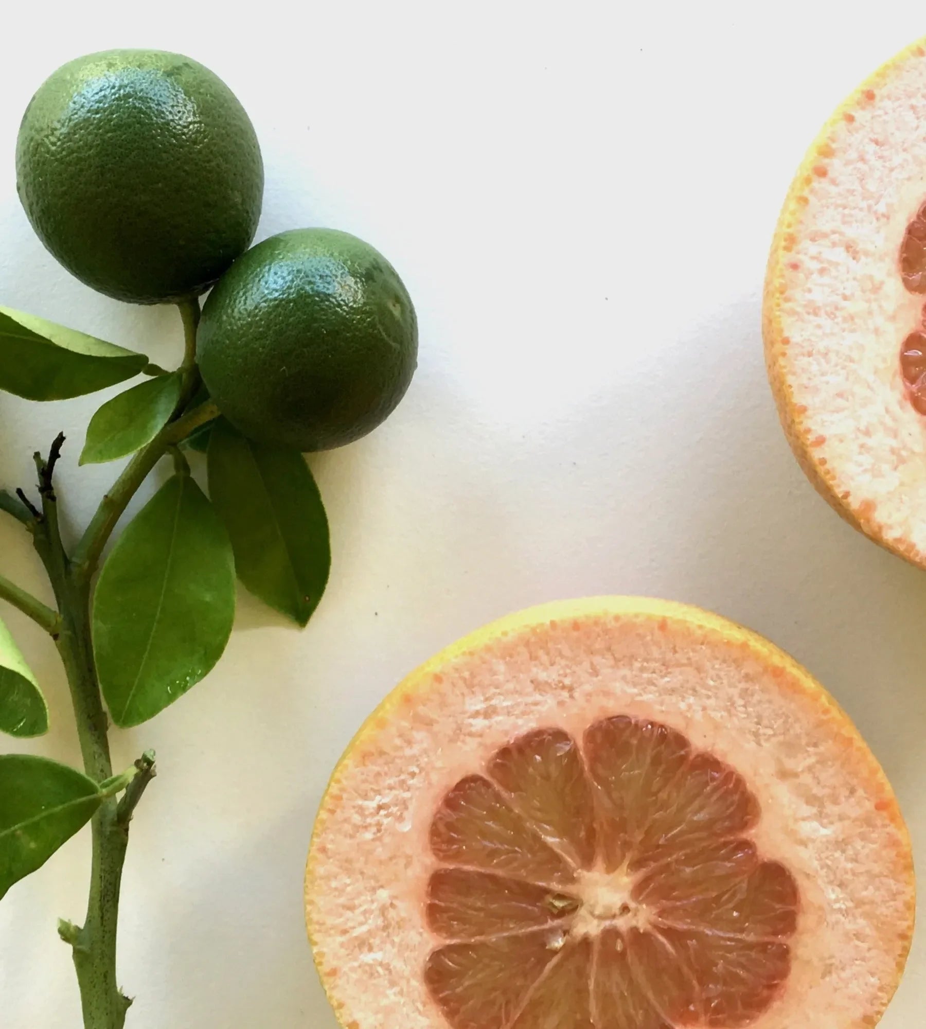 Fragrance Oil Singles - The Mayfair Hall