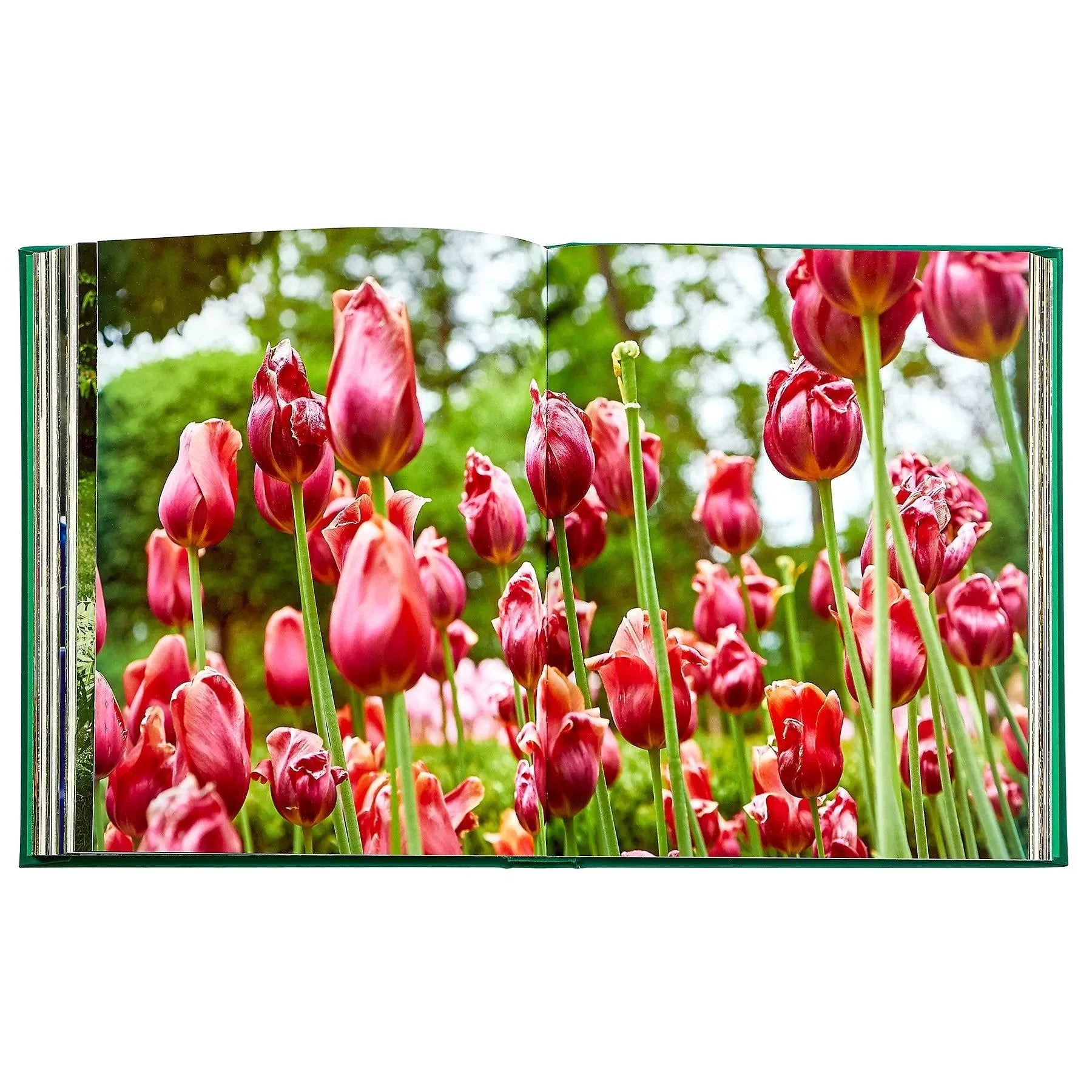 Bunny Williams: Life in the Garden - The Mayfair Hall