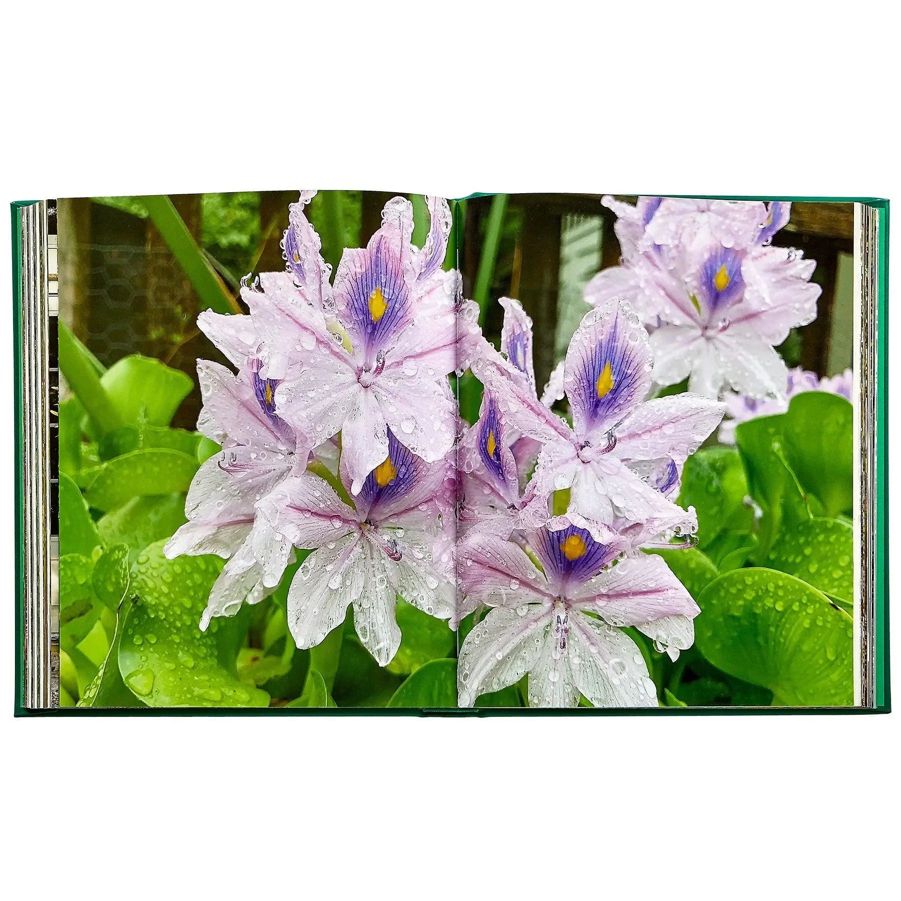 Bunny Williams: Life in the Garden - The Mayfair Hall