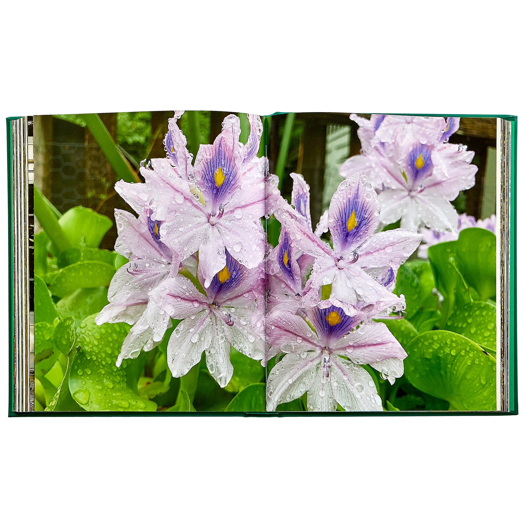 Bunny Williams: Life in the Garden