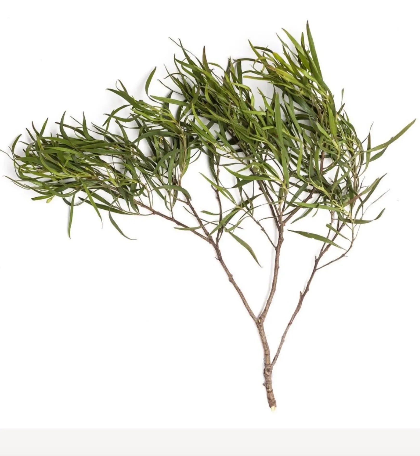 Fragrance Oil Singles - The Mayfair Hall