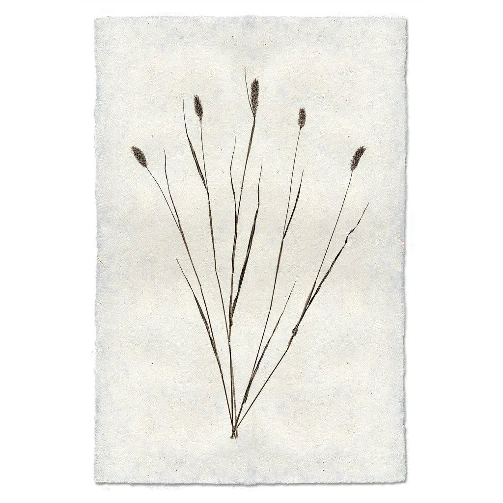 Canary Grass Form - The Mayfair Hall