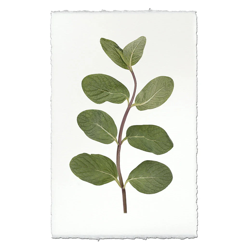 Mint - The Mayfair Hall