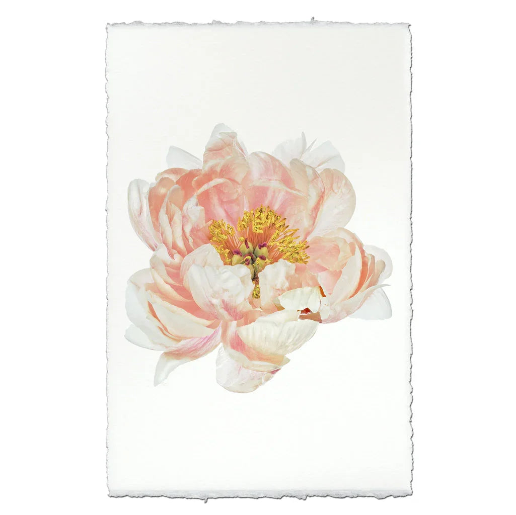 Peach Peony - The Mayfair Hall