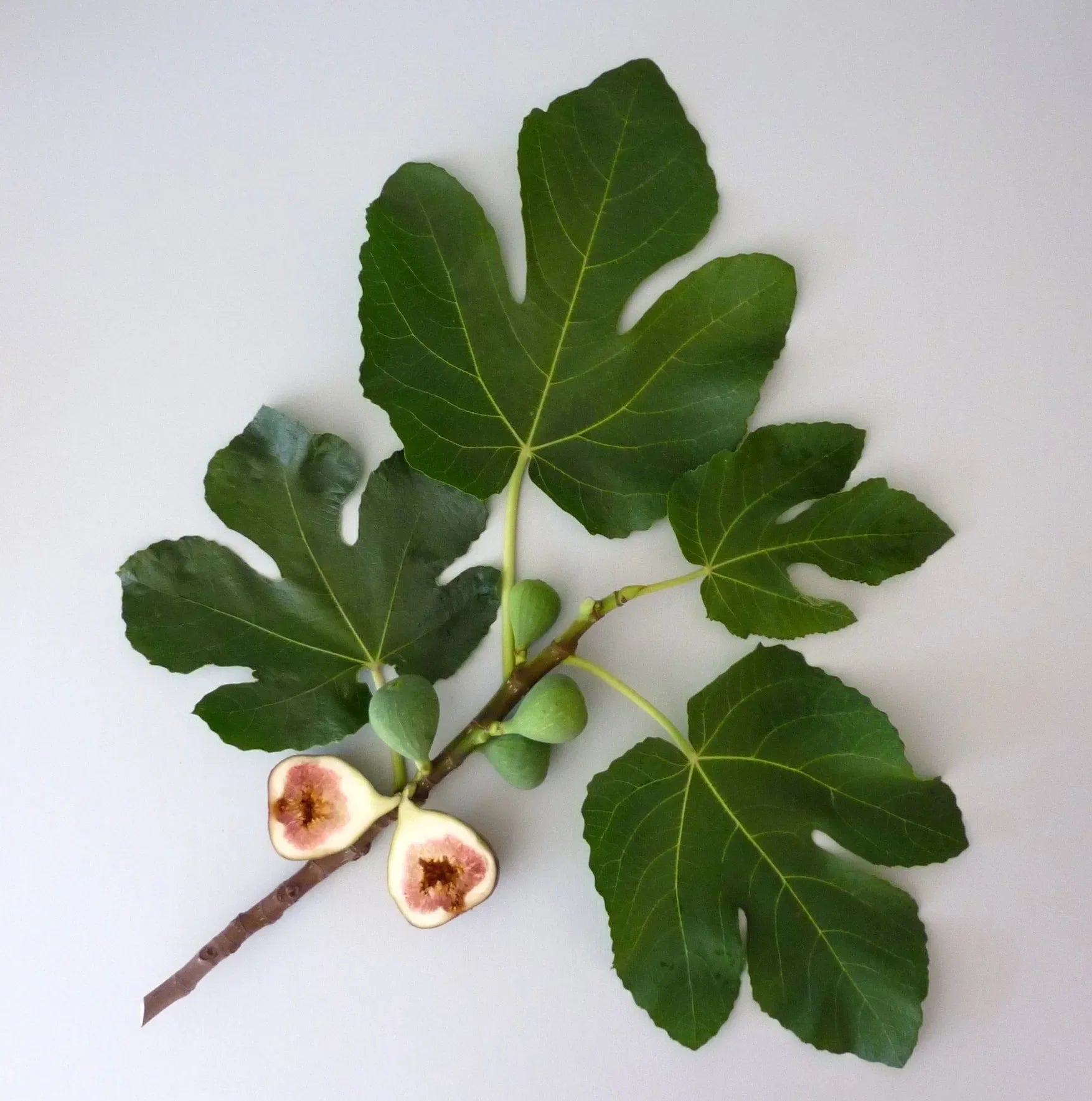 Superlative Hand Soap Refill - The Mayfair Hall