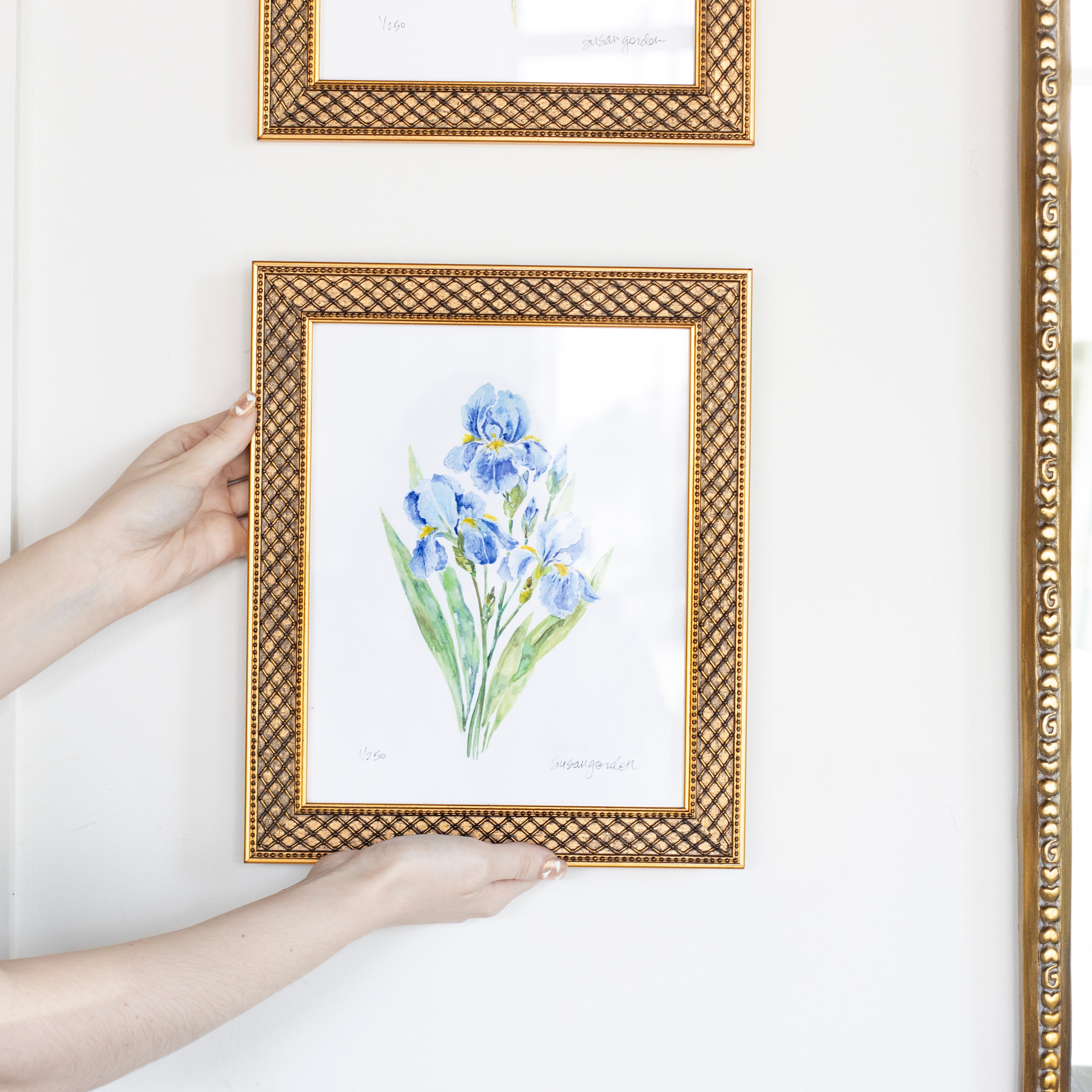 8x10 Dwarf Bearded Iris Prints By Susan Gordon