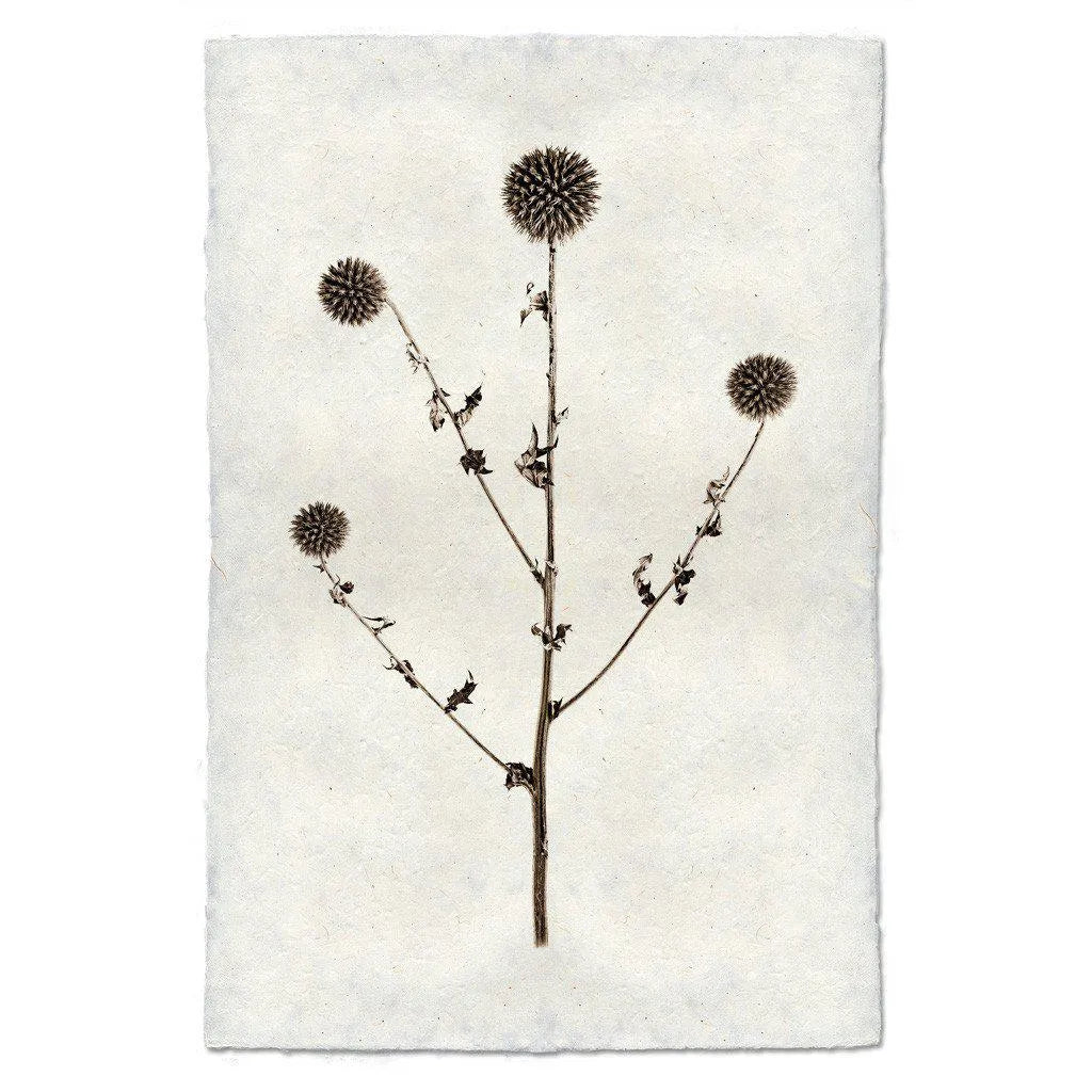 Globe Thistle Form - The Mayfair Hall