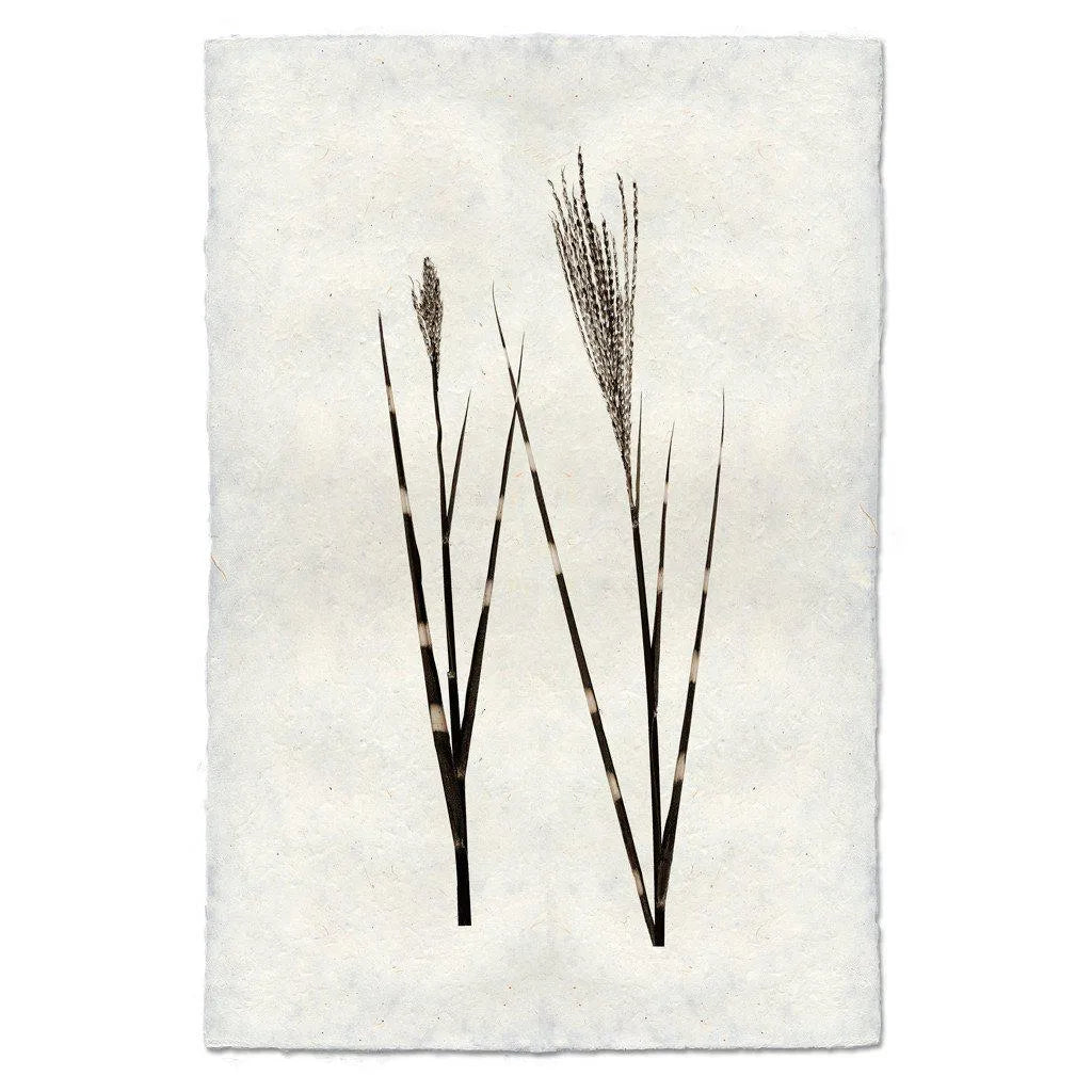 Grass Form - The Mayfair Hall