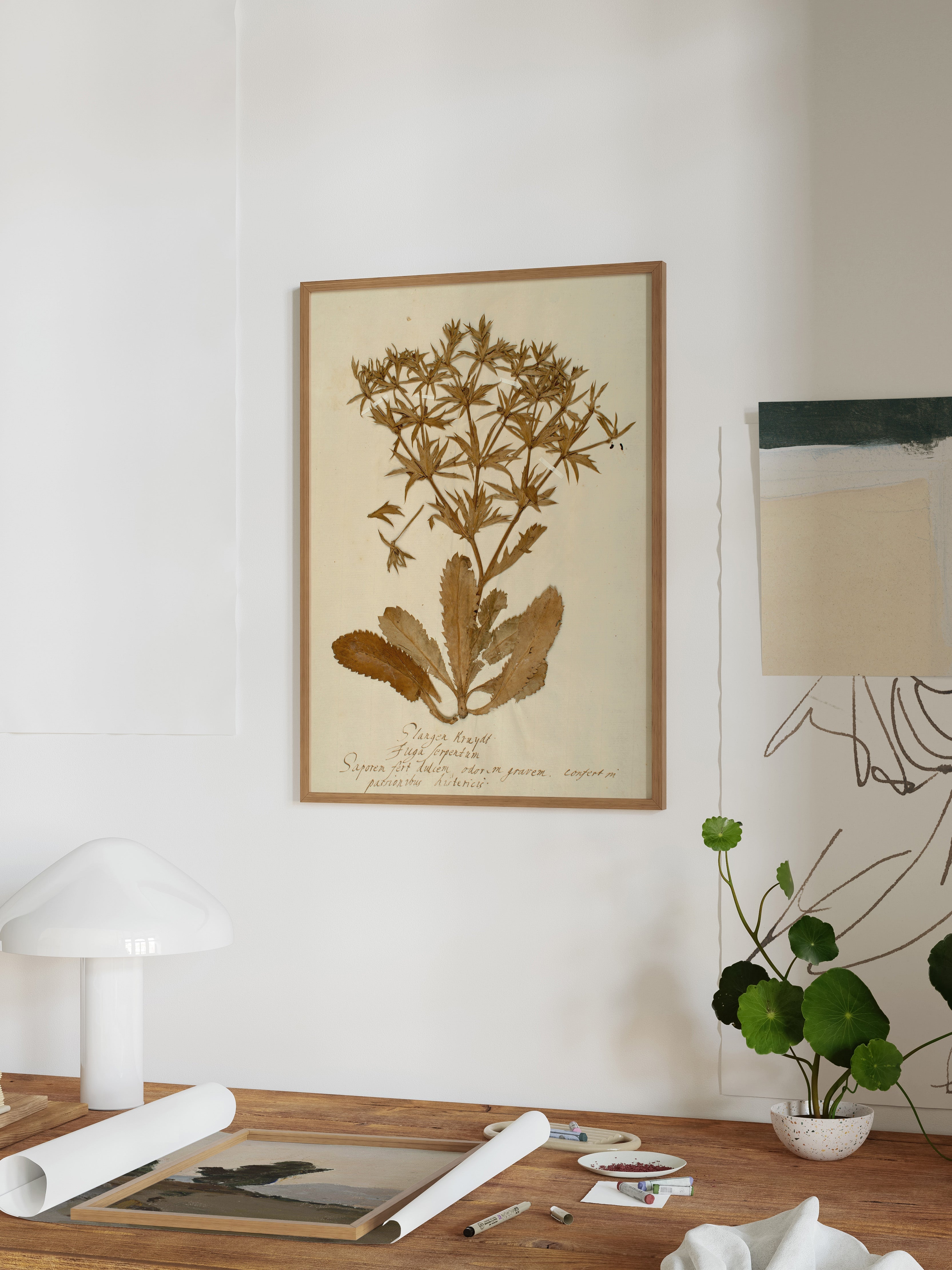 Herbarium II