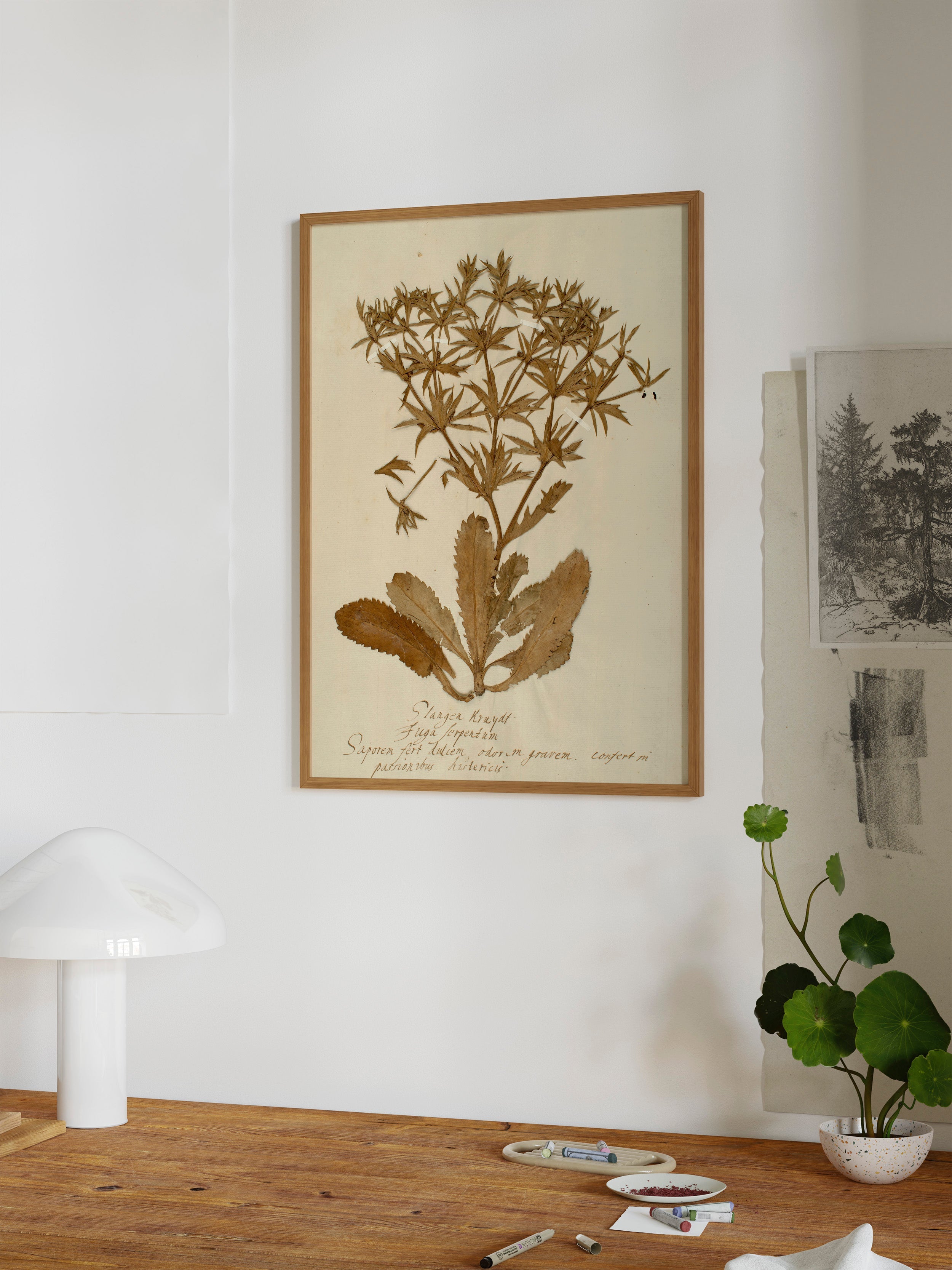 Herbarium II