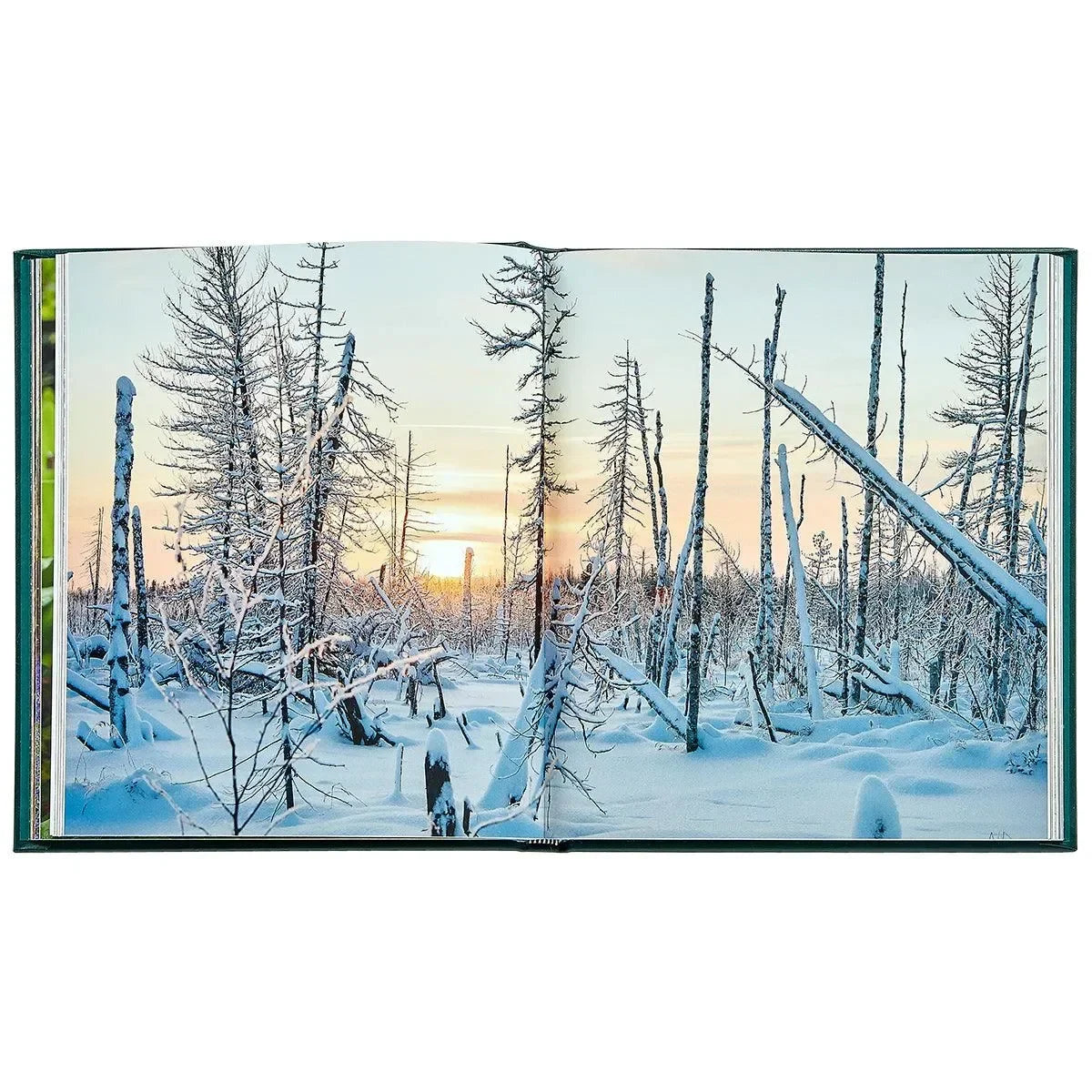 The Hidden Life of Trees - The Mayfair Hall